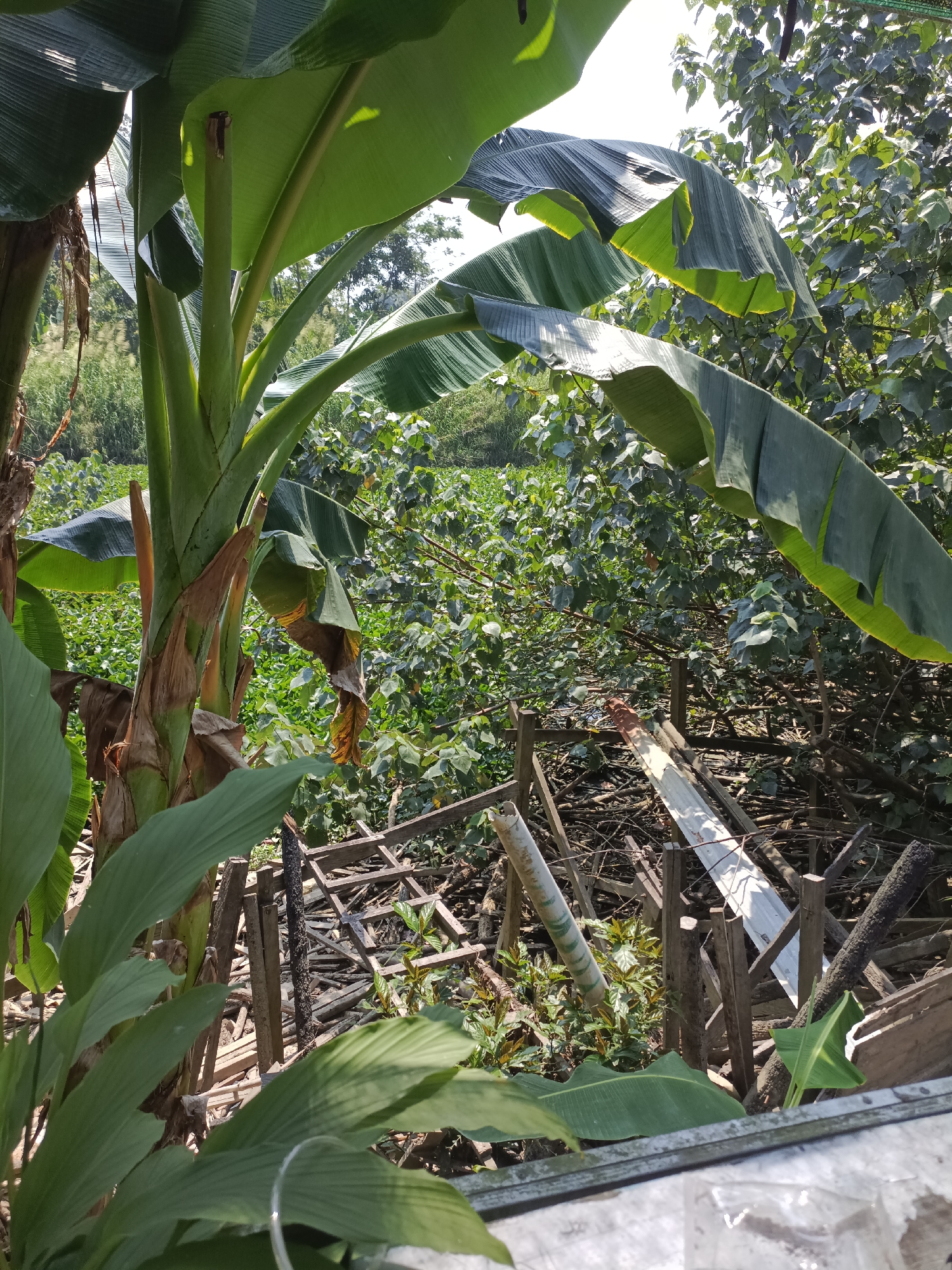 An eye-level outdoor shot captures a dense tropical environment in Sangatta, Indonesia. In the foreground, the large green leaves of a banana tree dominate, with its thick, fibrous trunk visible. Behind the banana tree, a jumbled pile of wooden debris, including broken planks and posts, is present. A cylindrical white object, possibly a pipe, lies among the wood. Beyond the debris, lush green foliage and trees create a dense backdrop, with a hint of clear sky at the top. The scene suggests a natural setting with evidence of human activity in the form of discarded materials.