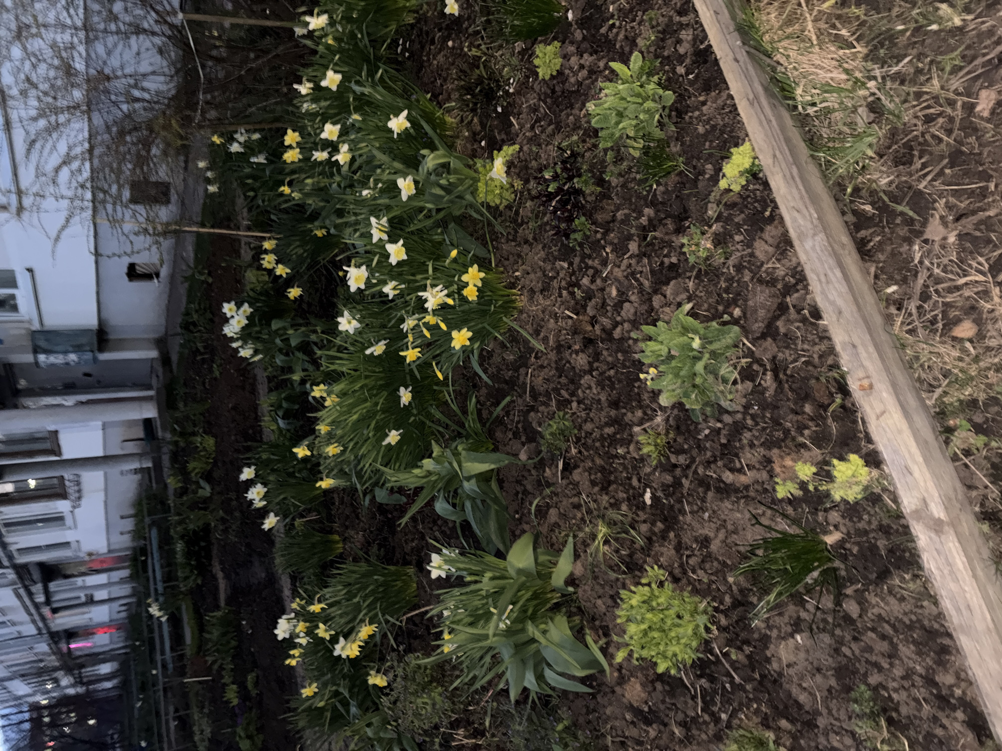 The image displays a garden bed at dusk or night, illuminated by ambient artificial light. In the foreground and mid-ground, numerous daffodils (Narcissus) are in bloom, featuring both entirely yellow flowers and varieties with white petals and yellow centers. These flowers grow in clusters with their characteristic long green leaves, interspersed among other green, leafy plants of varying sizes and textures, against a backdrop of dark, moist soil.
A weathered wooden beam forms a border along the right side of the planting bed. Beyond the cultivated area, the ground appears rough with dry grass and sparse vegetation. In the blurred background, multi-story buildings with visible windows suggest an urban or suburban environment. The buildings show faint internal lighting, indicating night-time. Bare-branched trees stand between the garden and the structures, hinting at early spring or late winter. The scene conveys a tranquil, static moment in Chaikovsky, Russia. There is no visible human activity or discernible text within the image.