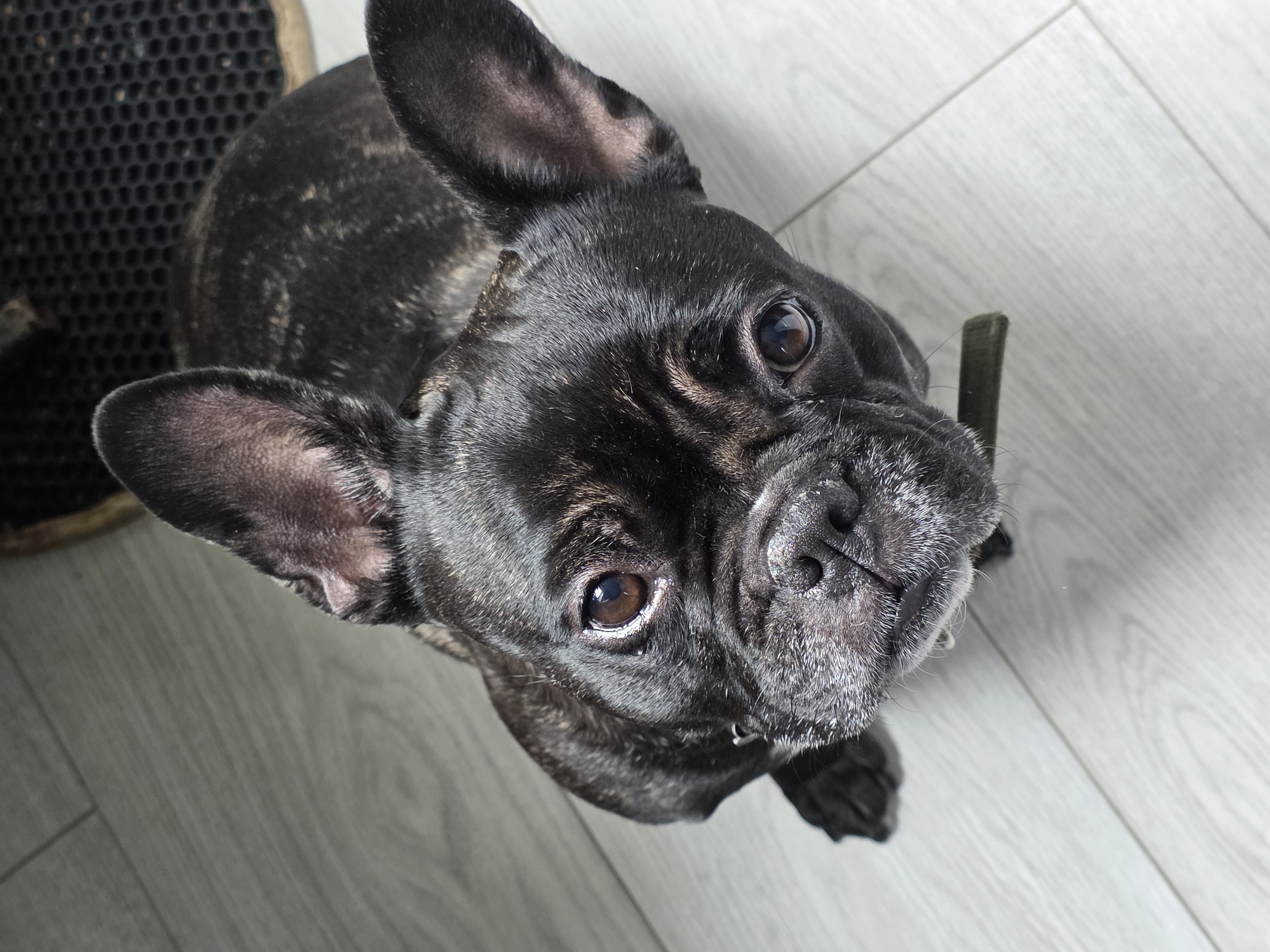 A brindle French Bulldog is positioned in the center of the frame, looking up towards the camera. The dog has prominent ears, dark eyes, and a wrinkled snout with greyish fur around the muzzle. A thin, dark object, possibly a stick or a piece of food, is visible near its mouth. The dog is on a light-colored, wood-planked floor. In the upper right corner, a dark textured mat is partially visible. The image is taken from a high angle, looking down at the dog. There are no people present in the image. The overall scene is indoors, on a floor. There is no information to suggest the location is in Chaikovsky, Russia.