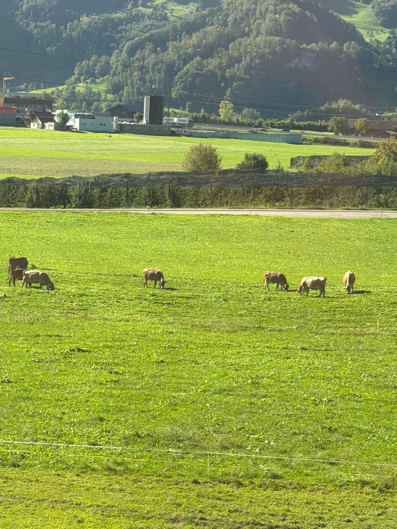 A pastoral scene is captured in Steinen, Switzerland, featuring a verdant, sun-drenched pasture dotted with several cows. In the foreground, a group of five cows grazes peacefully in the lush green grass, with some stooping to eat. A faint white wire fence runs horizontally across the lower portion of the image, dividing the pasture. Beyond the pasture, a dark, netted fence is visible, suggesting cultivation or protection of an area. In the middle ground, a paved road or pathway separates the fields from a cluster of buildings. The buildings appear to be industrial or commercial, with a prominent tall, dark structure resembling a silo or industrial tower. To the left, there's a yellow construction crane. In the background, rolling green hills and mountains rise, covered in dense forest, indicative of the Swiss landscape. The sky is a clear, bright blue, suggesting fair weather. The overall impression is one of rural tranquility and agricultural activity.