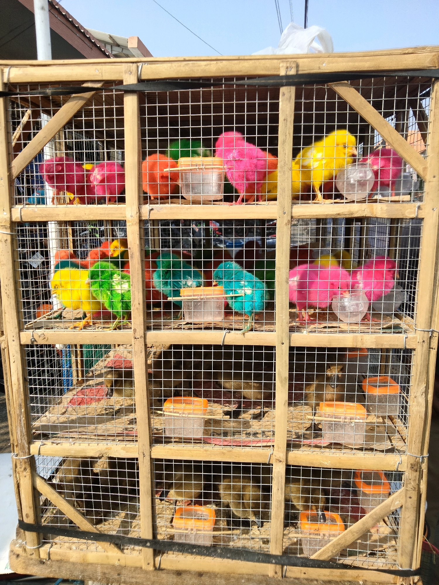 In Sawahan, Indonesia, a wooden cage with wire mesh contains several rows of dyed chicks. The chicks are colored pink, yellow, orange, and green, indicating they are likely ornamental or for sale. The cage is open to a bright sky and the background shows hints of a market stall structure. Some chicks are gathered around small plastic feeders filled with water or feed. The lower sections of the cage contain more chicks, some appearing to be a natural brown color. The overall scene depicts a market setting where live animals are being sold.