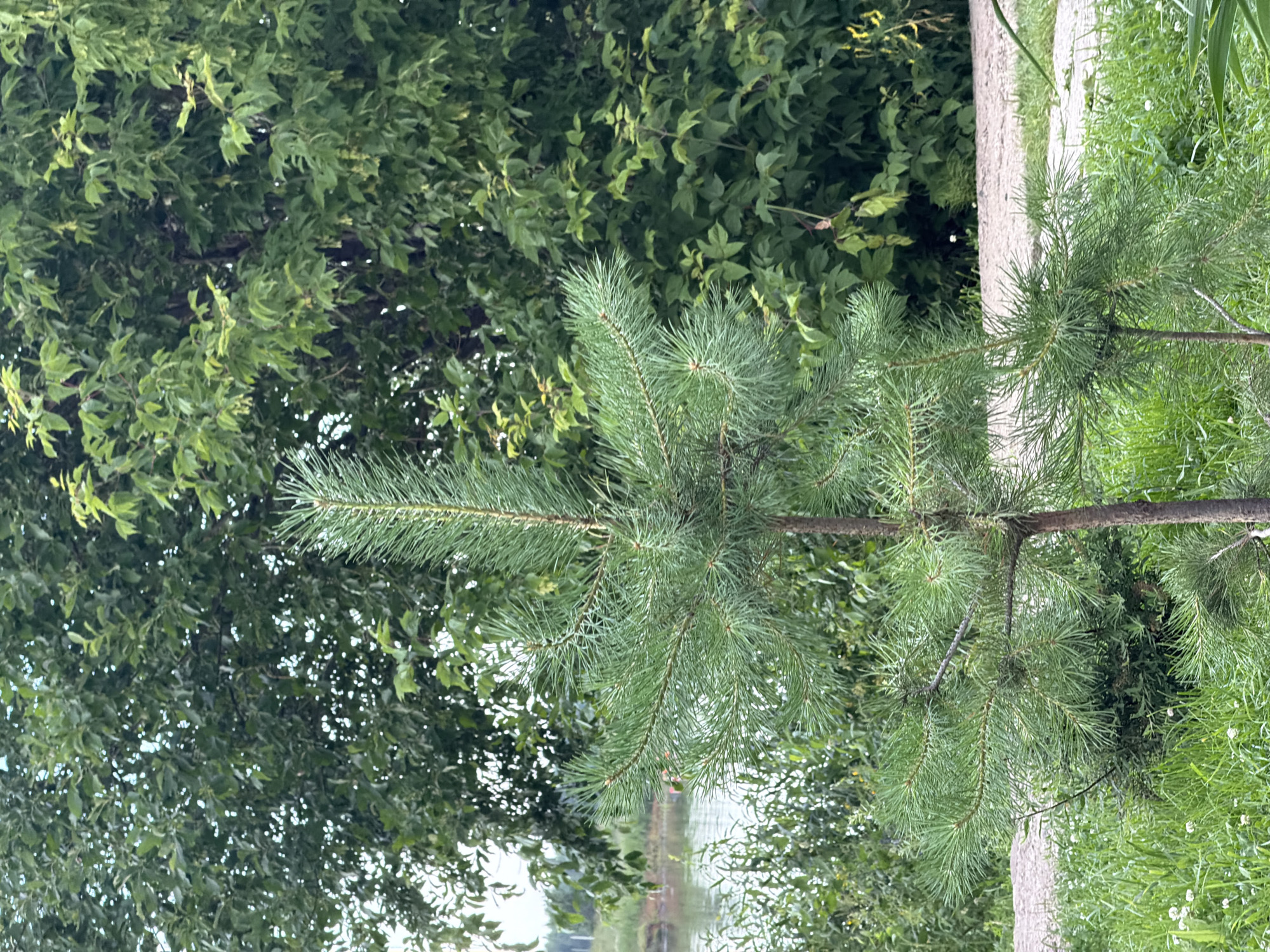 This is a vertical, medium shot of a young pine tree in a natural outdoor setting. The pine tree is positioned in the center of the frame, with its needles prominent and its branches extending outwards. Behind the pine tree, there is a dense canopy of deciduous trees with lush green foliage, creating a backdrop of varying shades of green. To the right of the pine tree, there is a pathway or dirt road with some grass growing alongside it. The overall impression is one of a tranquil, verdant landscape, likely taken during the daytime in a temperate climate. There is no visible text in the image.