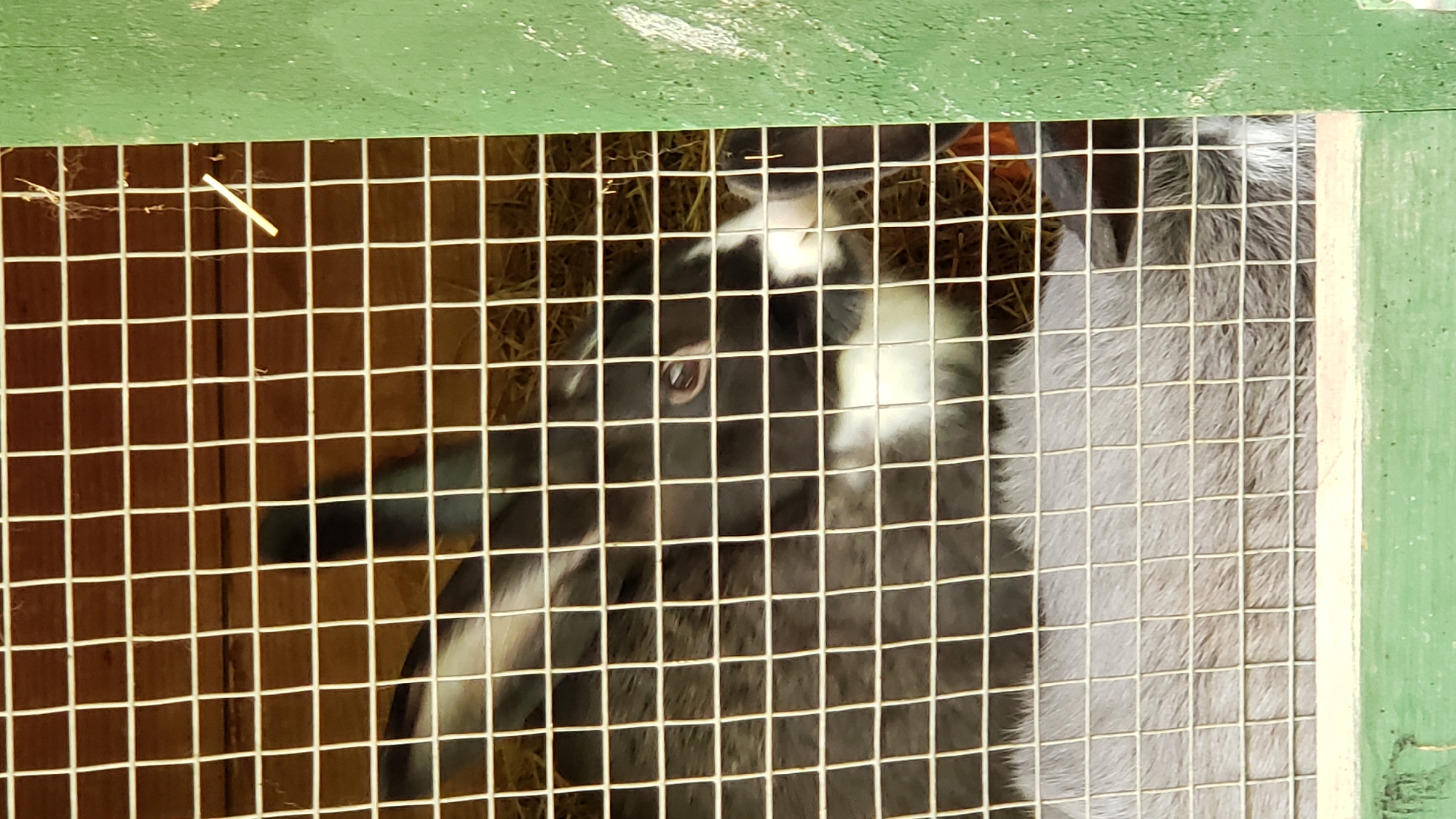 A close-up, eye-level shot captures two rabbits inside a wire cage. The cage has a wooden background and a green painted frame. The rabbit in the foreground is mostly visible, with its head and upper body in view. It has dark grey and white fur, with its nose and mouth area being white. Its right eye, which is dark, is visible through the wire mesh. Behind this rabbit, a second rabbit's body is visible, mostly grey and obscured by the first rabbit and the cage bars. The cage floor appears to be covered with straw. The image is taken outdoors, suggested by the natural lighting. The location is unspecified within the city of Prešov, Slovakia.