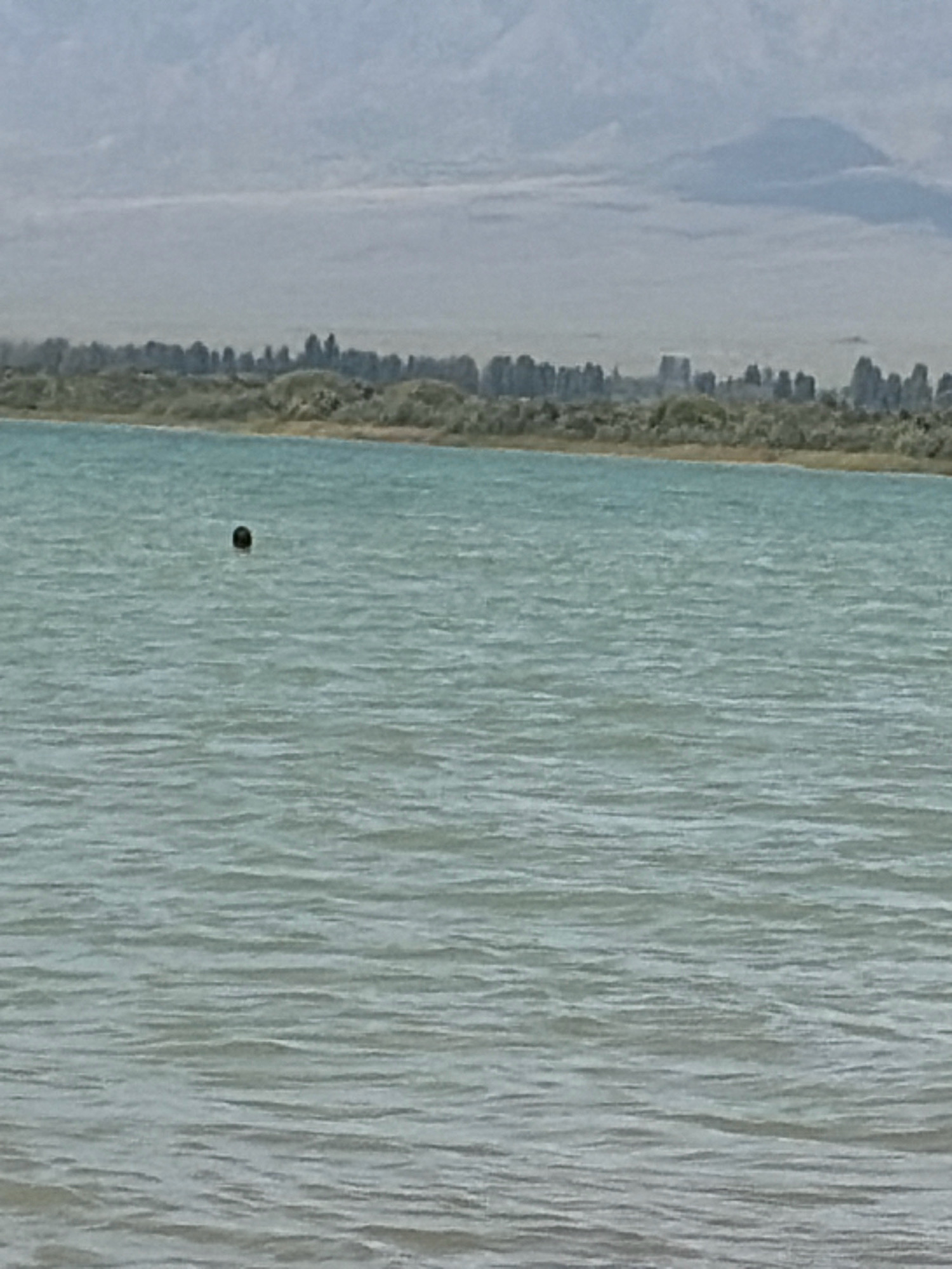 A lone black spherical object floats on the surface of a large body of water. The water is a pale blue-green, with small ripples suggesting a gentle breeze. In the distance, a shoreline is visible, lined with low, scrubby vegetation. Beyond the vegetation, a range of hazy mountains forms the backdrop, their peaks indistinct against the overcast sky. The overall impression is one of a tranquil, natural landscape.
