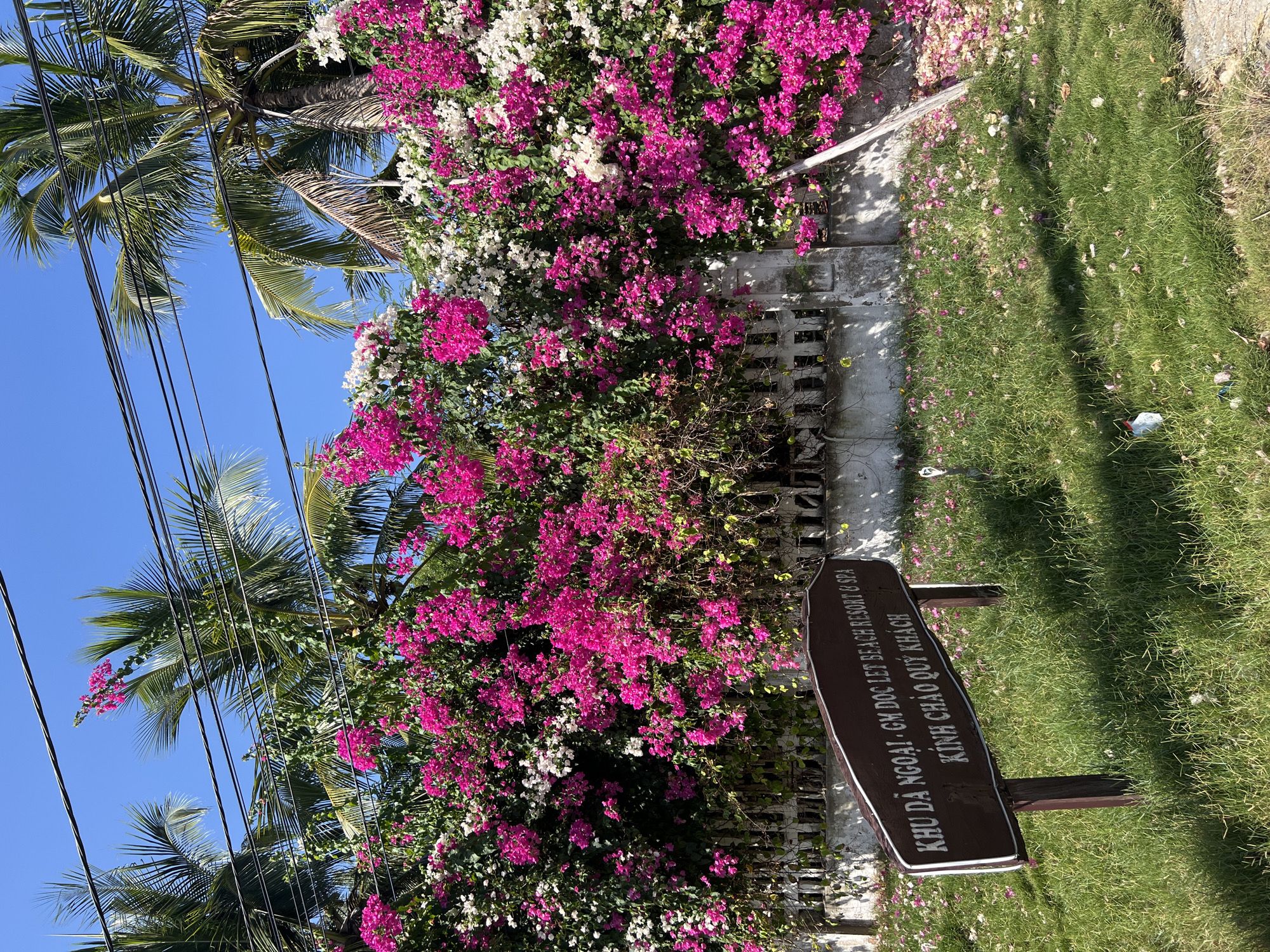 The image shows a sign for Khu Dã Ngoại - GM Dọc Lết Beach Resort & Spa, welcoming guests, with the address implying the location is in Ninh Hòa Ward, Vietnam. The sign is brown with white lettering and is situated on a grassy area. Behind the sign is a wall or fence covered in a lush display of pink and white bougainvillea flowers. Palm trees are visible on the left side of the frame, set against a clear blue sky. Power lines run across the upper left portion of the image. The scene is well-lit, suggesting it is daytime.