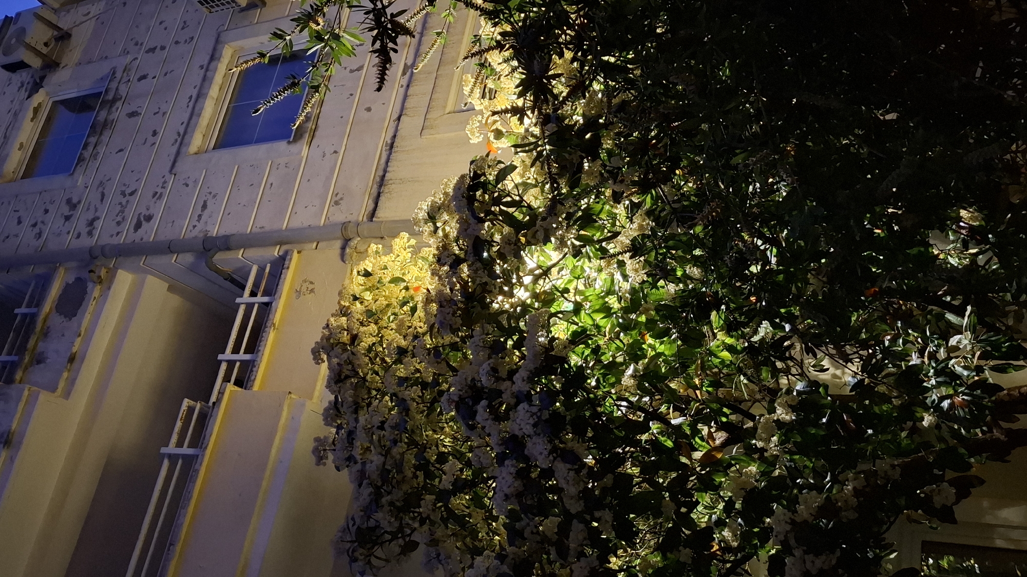 This media file captures a nighttime scene in Budva, Montenegro, focusing on the exterior of a building partially covered by lush, flowering vegetation. The building's facade, likely a light-colored stucco or concrete, features prominent vertical lines and some weathered or discolored patches. Two rectangular windows on the upper floor reflect a distinct blue hue, while other windows are visible on lower levels. A grey drainpipe runs horizontally across the building's mid-section, and a white metal ladder is attached to the lower wall. An air conditioning unit is visible on the top left corner of the structure.
A dense mass of green foliage and abundant white and light yellow flowers dominates the right side of the frame, climbing the building and extending upwards. These plants are dramatically illuminated from a hidden light source, creating bright highlights on the blossoms and leaves, which contrasts sharply with the deep shadows and the dark night sky. No people or activities are visible in the scene. The image evokes a quiet, atmospheric mood, showcasing the interplay of natural growth and architecture under artificial light at night. There is no visible text.