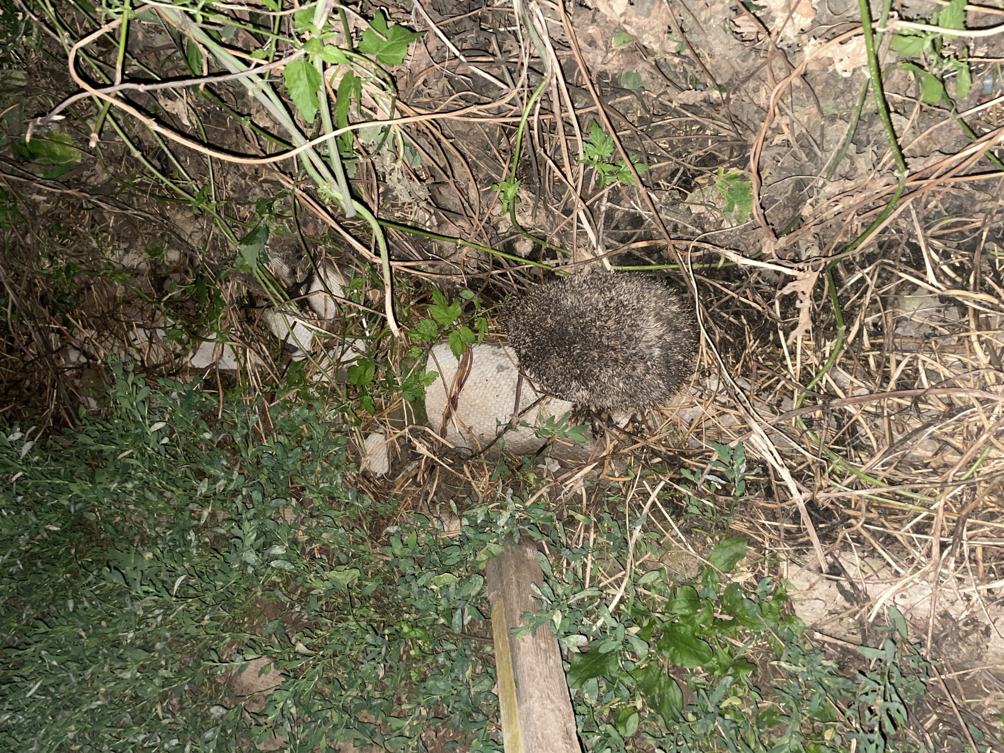 An adult hedgehog is curled into a ball, its spines erect, amidst dry grass and dense green foliage. The hedgehog is positioned on the right side of the image, partially obscured by dead branches and dry leaves. A light-colored, roughly spherical object, possibly a concrete bollard or large stone, is visible behind and slightly to the left of the hedgehog. In the foreground on the left, a section of weathered wooden plank is visible, angled from the left edge towards the center of the image. The environment appears to be an outdoor setting, possibly a garden or overgrown area, with a mix of natural and man-made elements. The lighting suggests it may be nighttime or dusk. There are no people or signs of recent human activity other than the wooden plank. The location is identified as Laishevo, Russia.