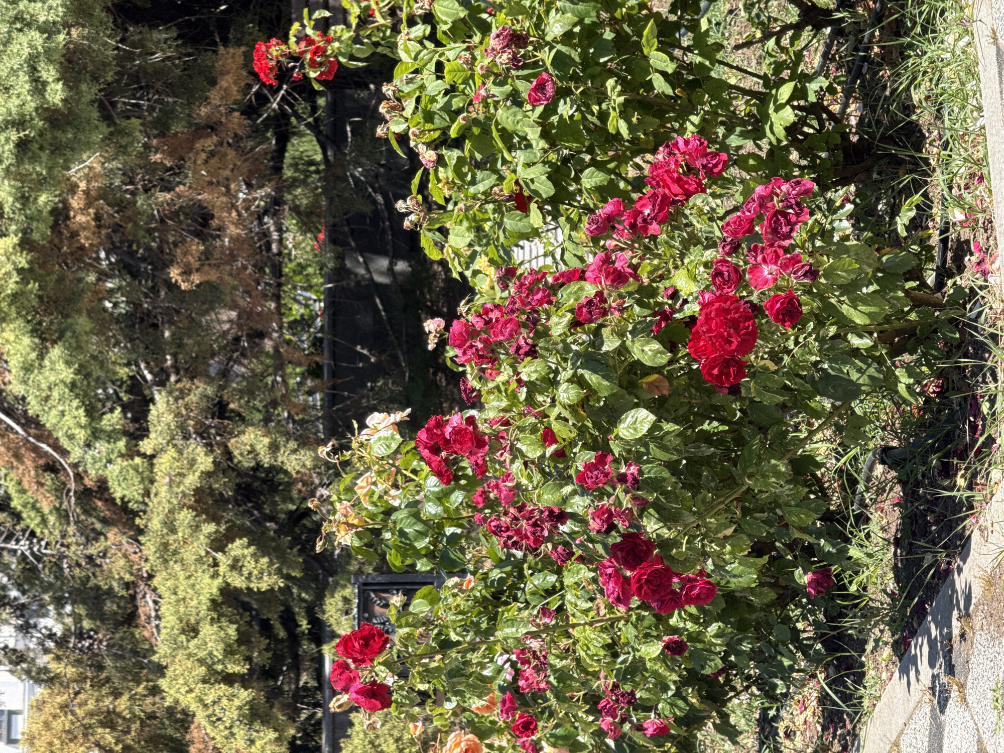 In an outdoor urban setting, a cluster of rose bushes with abundant red and pink blooms dominates the foreground. The bushes are lush with green leaves, some showing signs of dryness and wilting, particularly on the upper branches. Sunlight dapples the scene, casting shadows from the foliage onto the ground and a paved walkway visible on the left. In the background, a dark fence runs horizontally, partially obscured by the roses. Behind the fence, a dense arrangement of trees with varying shades of green and brown foliage fills the midground, suggesting a park or a large garden area. A blurred building structure is visible at the top left of the image. The overall impression is one of a well-tended, though slightly weathered, floral display in a city environment.