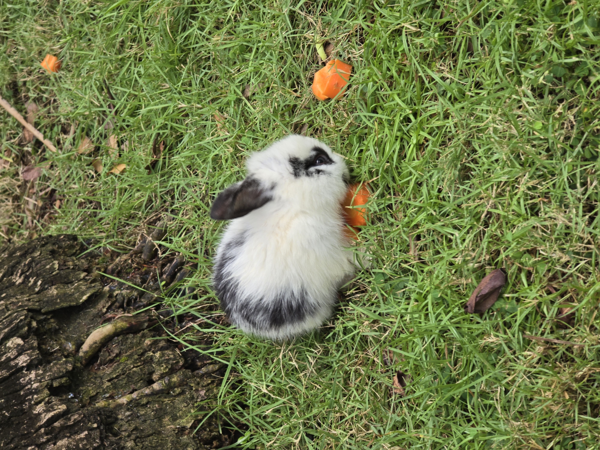 A small, fluffy black and white rabbit sits on green grass in Nusa Dua, Indonesia. Several pieces of cut carrots are scattered around the rabbit. The rabbit is positioned near a textured, mossy log. A single brown leaf is visible in the grass.