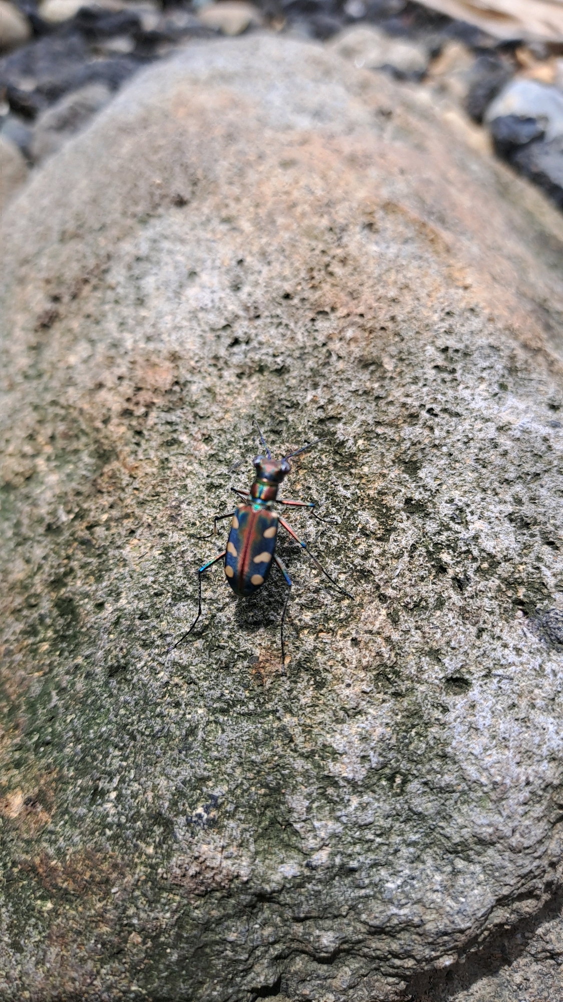 A tiger beetle with a metallic green and blue head, and a reddish-brown body with cream-colored spots, is perched on a textured, moss-covered rock. The beetle's long, spindly legs are visible, and its antennae are extended. The rock is gray and irregular in shape, with a rough surface. The background is out of focus, showing more rocks and possibly some vegetation. The image is a close-up shot, highlighting the intricate details of the beetle and the rock's texture. The location is Geulanggang Baro, Indonesia.