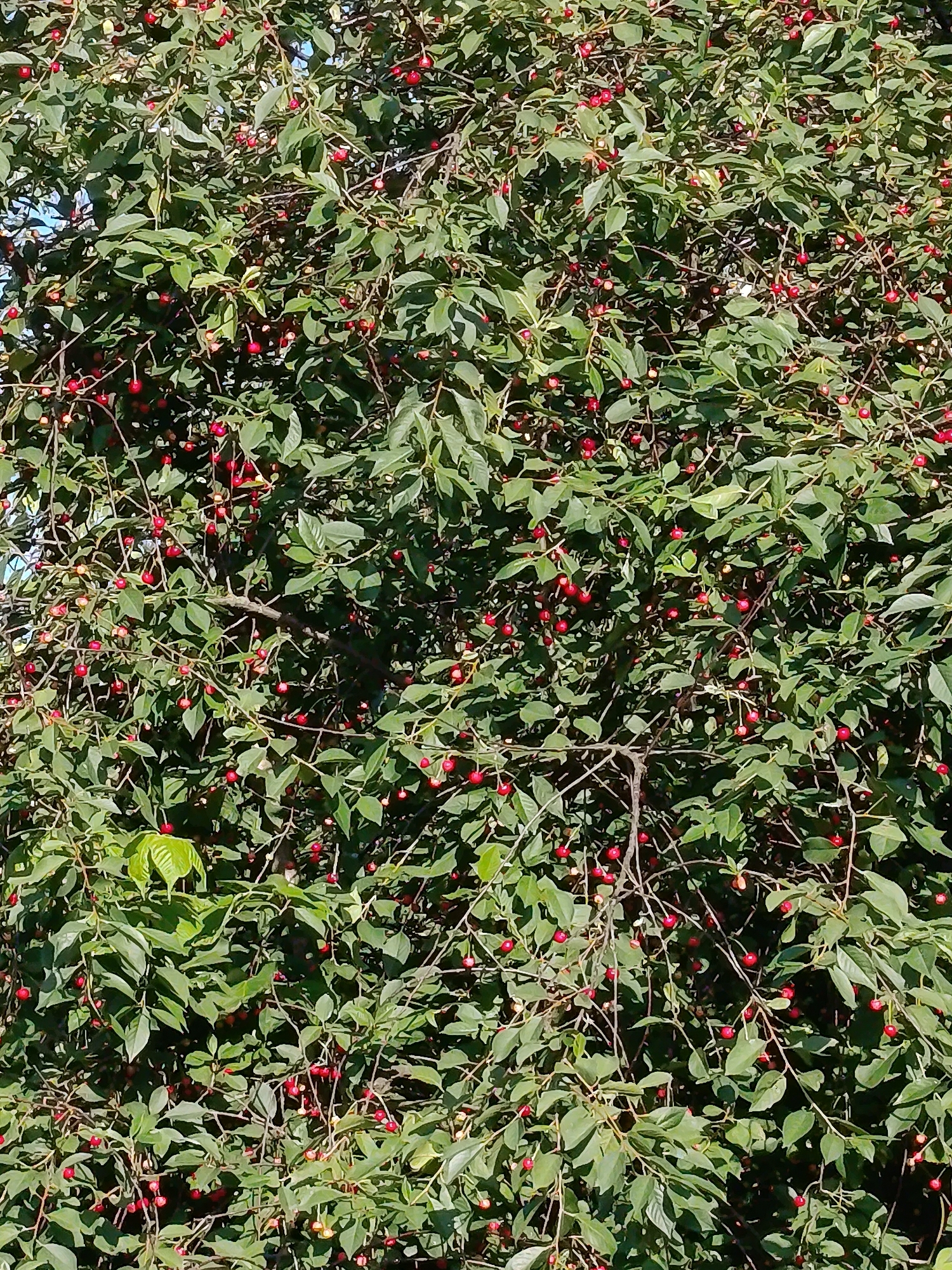 The image shows a close-up view of a cherry tree laden with ripe red cherries. The tree is dense with green leaves and branches, creating a textured background for the bright red fruit. The cherries are clustered on thin stems, with some appearing as single fruits and others in small groups. Sunlight filters through the leaves, creating highlights and shadows that add depth to the scene. The overall impression is one of abundance and natural growth. The location is identified as Смілавіцкі сельскі Савет, Belarus, suggesting this is an outdoor scene in a rural or semi-rural setting within that region. There are no people or animals visible in the image.