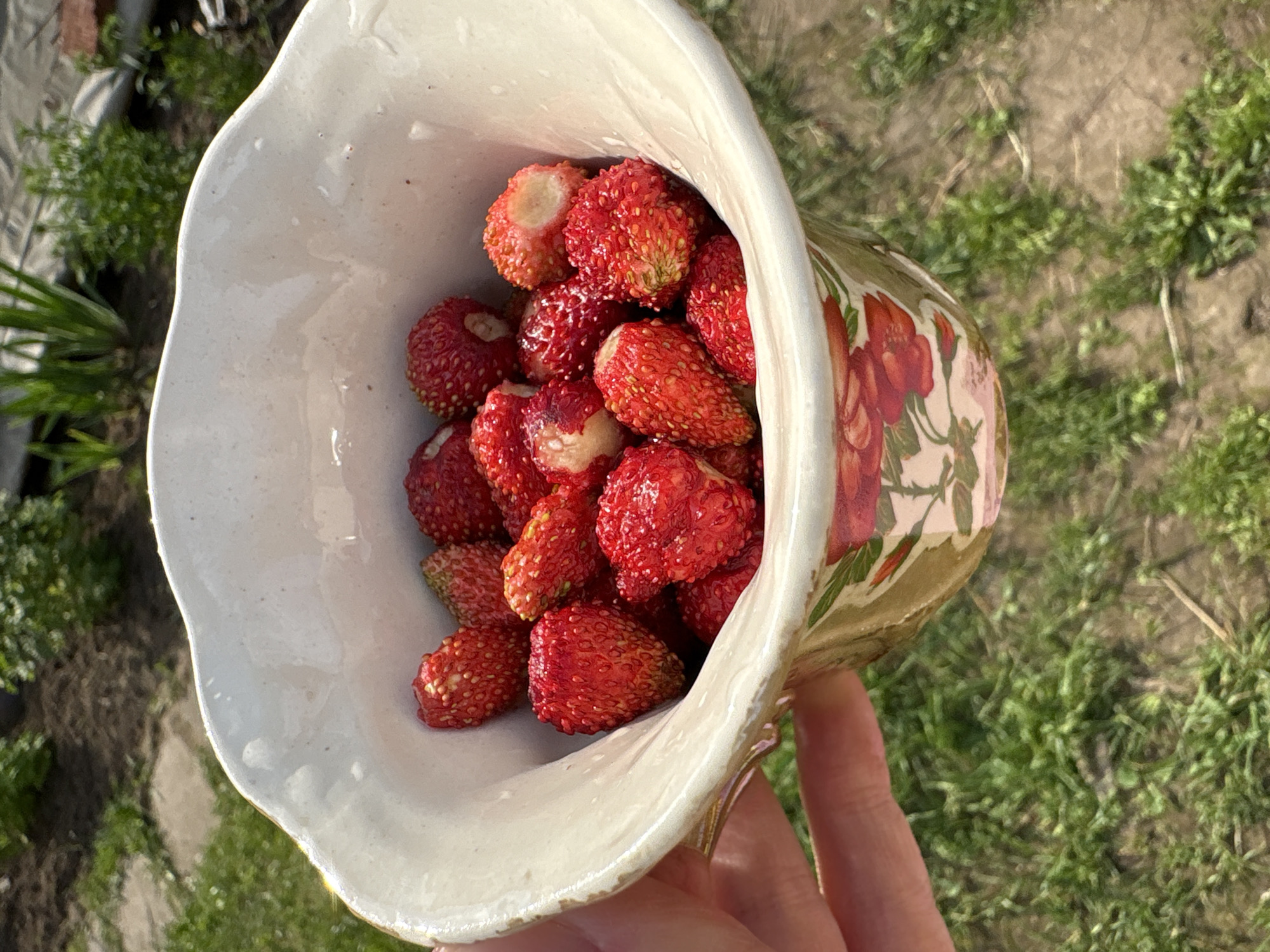 A hand holds a white, decorative ceramic cup filled with wild strawberries. The cup has a scalloped rim and is adorned with a floral pattern featuring red flowers. The strawberries are small, red, and appear fresh. The background shows a grassy area with some dirt patches and blurred green foliage, suggesting an outdoor setting, possibly a garden. The location is identified as Italmas, Russia.