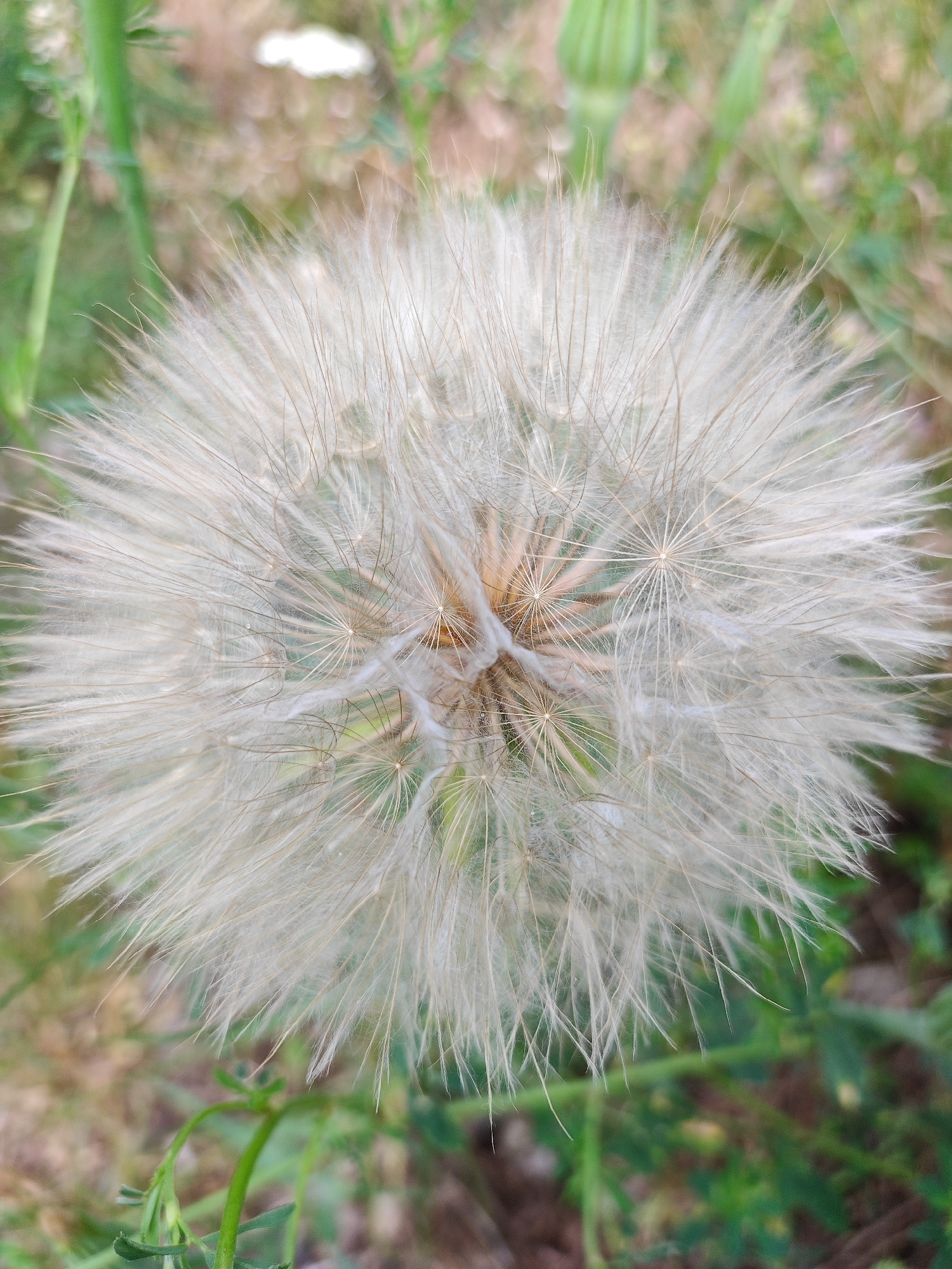 A close-up, overhead shot shows a large, fluffy dandelion seed head in a field of green grass and brown earth. The seed head is white with some brown and tan accents in the center. The background is blurred, suggesting a shallow depth of field.