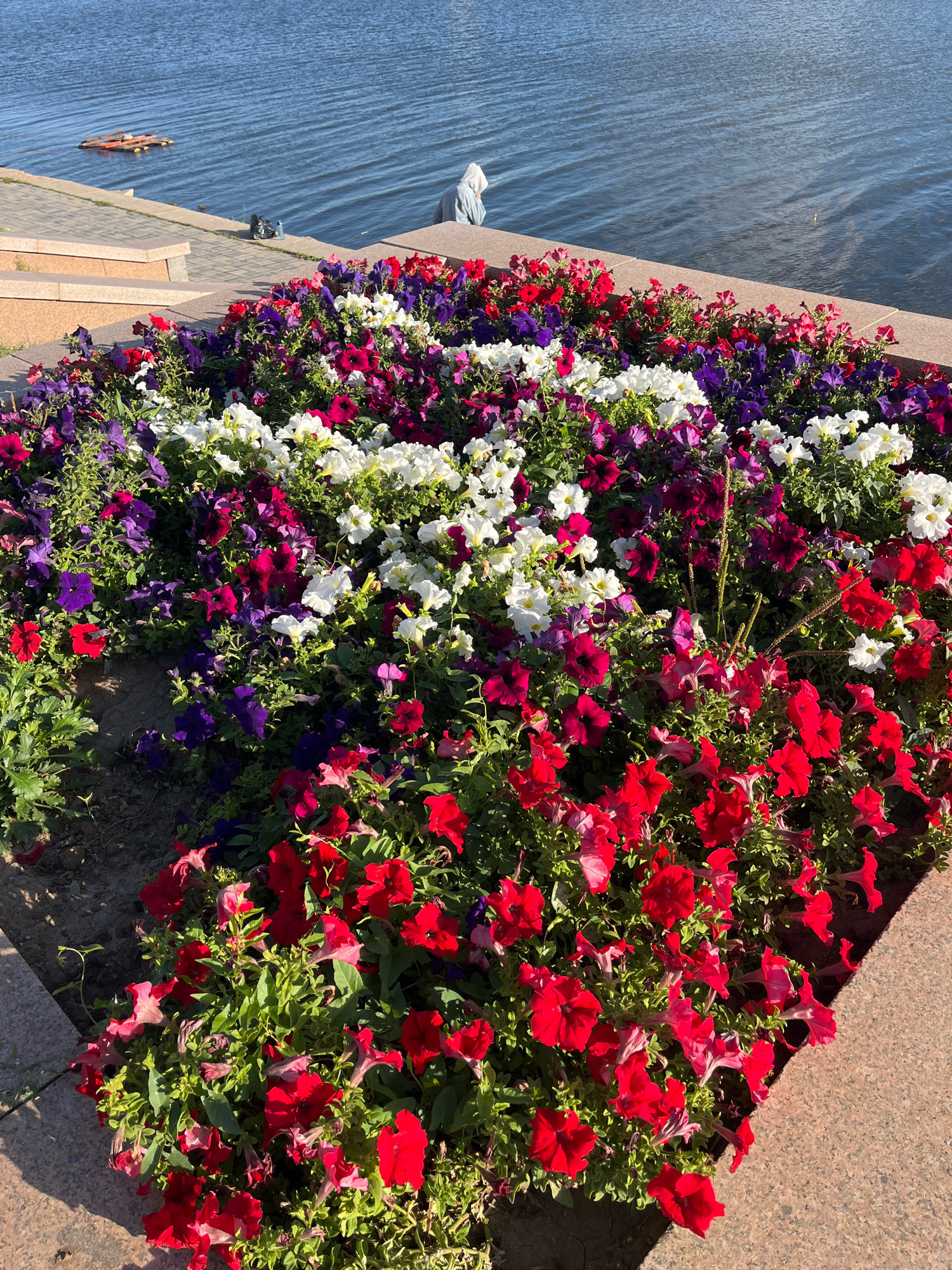 A bright, sunny day in Astana, Kazakhstan features a close-up view of a flower bed filled with vibrant red, white, and purple petunias. The flowers are densely planted, with some petals slightly wilting, suggesting they have been in bloom for some time. The flower bed is bordered by a granite stone edge. Beyond the flowers, a paved walkway leads to the edge of a body of water, likely the Ishim River or one of its associated canals, a common feature in Astana. In the distance, a person is sitting on the edge of the water, wearing a grey hooded sweatshirt, and facing the water. A floating structure made of orange material is visible on the water's surface, along with a dark object that could be a bag. The water itself is calm, reflecting the sunlight.