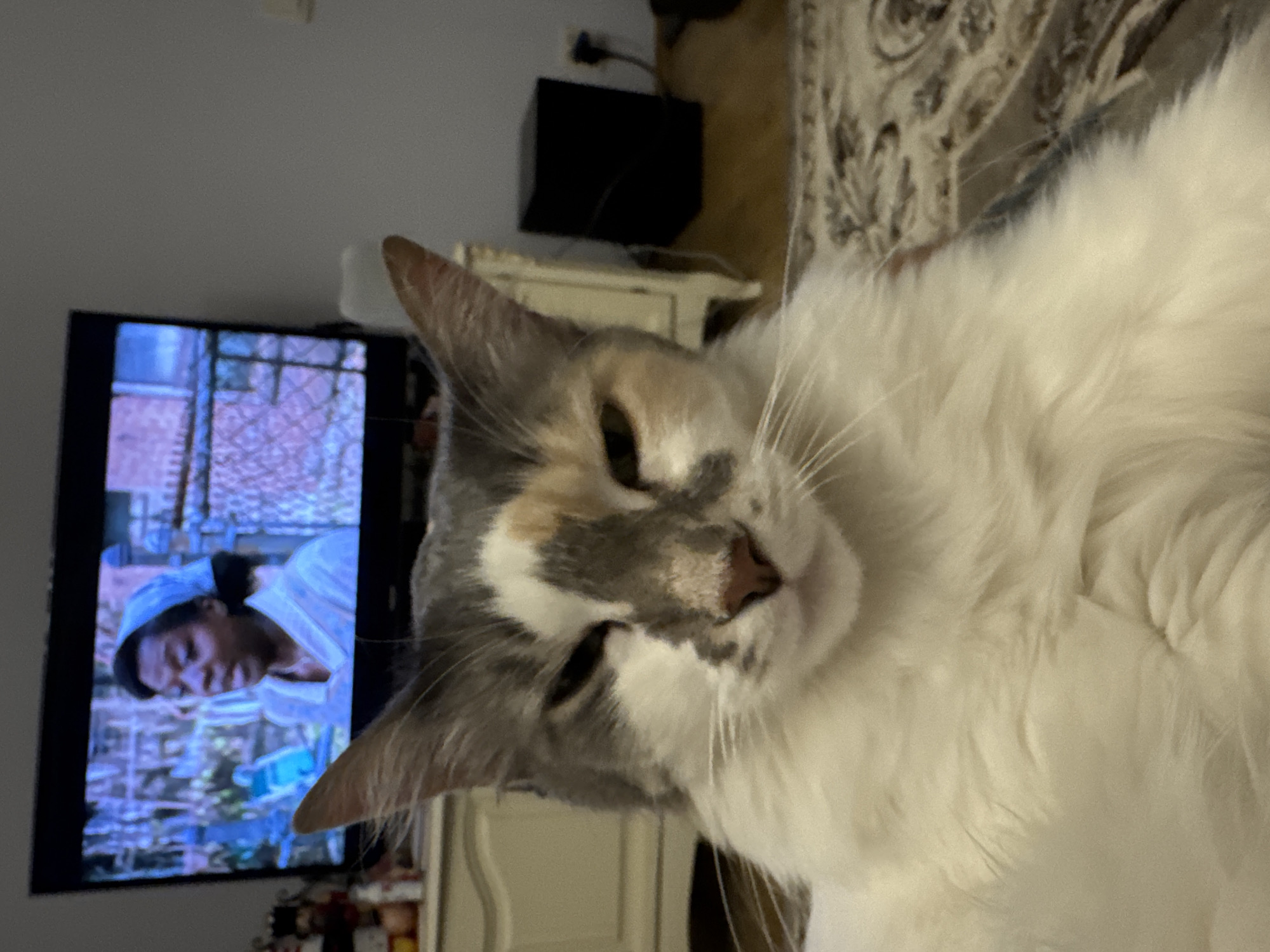The image depicts a cat in the foreground, with its face and chest filling most of the frame. The cat has a calico coat with patches of white, gray, and orange. Its eyes are partially closed, giving it a sleepy or indifferent expression. In the background, a television screen displays an image of a woman wearing a blue headscarf. The television is placed on a surface in front of a cabinet. To the right of the television, a black rectangular object, possibly a speaker or a subwoofer, is visible. The environment appears to be an indoor setting, likely a living room, with a patterned rug on the floor. There is no indication of the city of Yeysk, Russia, or any specific geographical landmarks.
