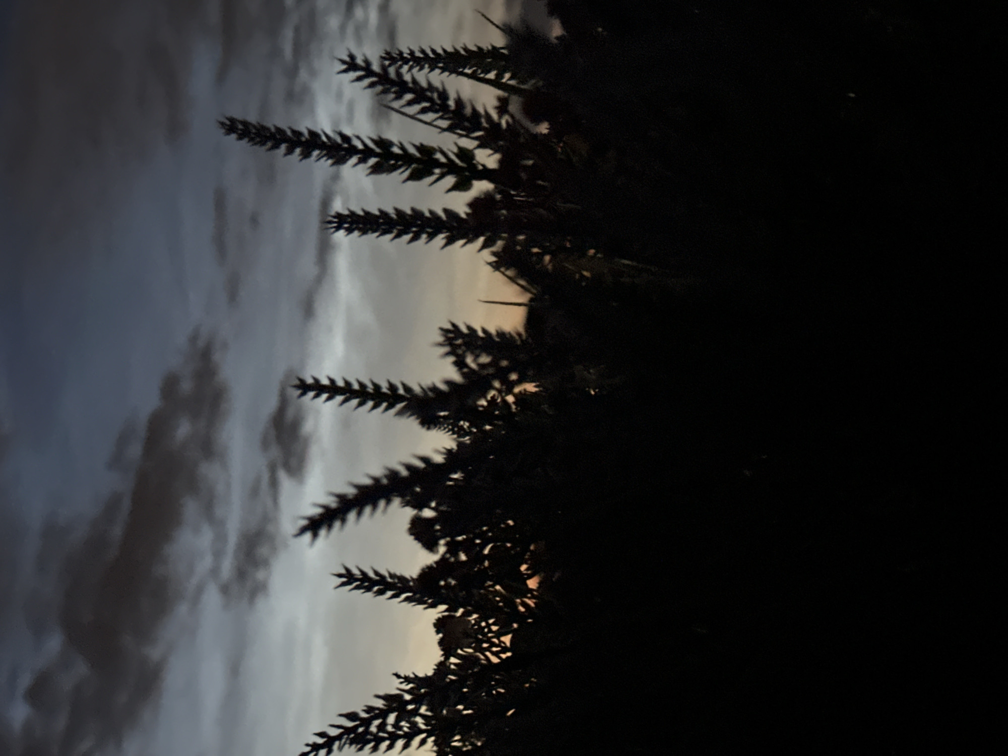 The image shows a silhouette of tall, spiky plants against a dusky sky. The sky is a gradient of dark blue at the top, transitioning to lighter grays and hints of orange near the horizon, suggesting either dawn or dusk. The plants are densely packed and appear to be some type of dried grass or reeds, with thin, sharp leaves. The foreground is entirely black, obscuring any detail of the ground or the base of the plants. There are no people or animals visible in the image. The overall impression is one of a natural landscape at twilight. Without further information or context, it is impossible to determine if this image was taken in Tallinn, Estonia.