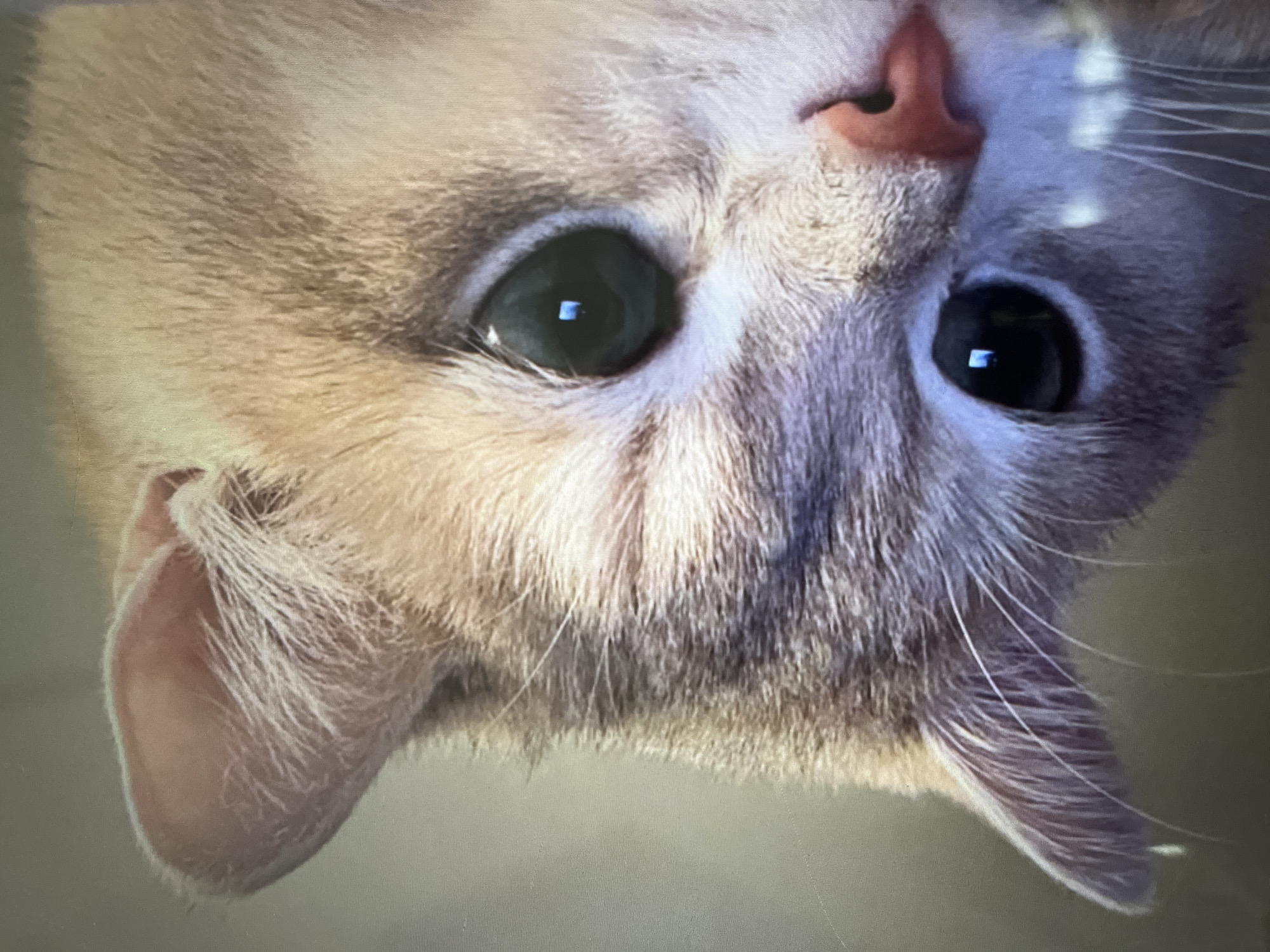A close-up, horizontal shot shows the right side of a light-colored cat's face. The cat's large, dark eye dominates the upper right quadrant, with a faint rectangular reflection visible in its pupil. Below this, another dark eye is partially visible, with a pink nose situated between the two eyes. The cat's ears are furry and light-colored, with the top of one ear extending into the upper left corner of the frame. Long white whiskers fan out from the cat's muzzle. The fur is a mix of light brown and cream colors. The background is a muted, neutral tone.