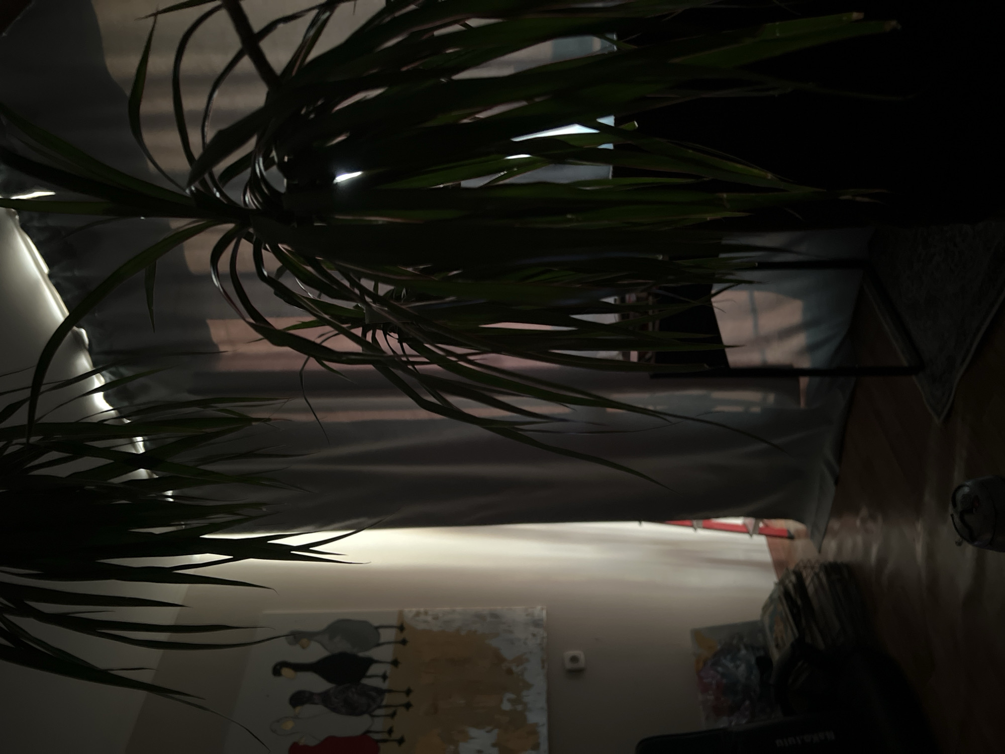 This is a portrait-oriented, slightly tilted, medium-shot photograph of an indoor scene, likely taken at night or in a dimly lit room. The primary subject is a large, leafy plant positioned in the foreground, with its long, dark green leaves arching and casting shadows across the frame. Behind the plant, sheer curtains are visible, drawn partially to reveal a dimly lit background. Sunlight or artificial light emanates from behind the curtains, creating a bright, diffused glow and casting elongated shadows of the plant's leaves onto the surface behind.
Further in the background, a piece of modern art depicting stylized birds is mounted on a light-colored wall. To the right of the artwork, a small, square light fixture is embedded in the wall. The floor appears to be wooden, with a rug visible in the far right of the frame. A stack of items, possibly books or magazines, is piled on the floor to the right, partially obscured by shadow. The overall mood is serene and contemplative, with the interplay of light and shadow creating a dramatic effect. The location cues suggest an indoor residential setting. No people are visible in the image. There is no visible text in the image.
