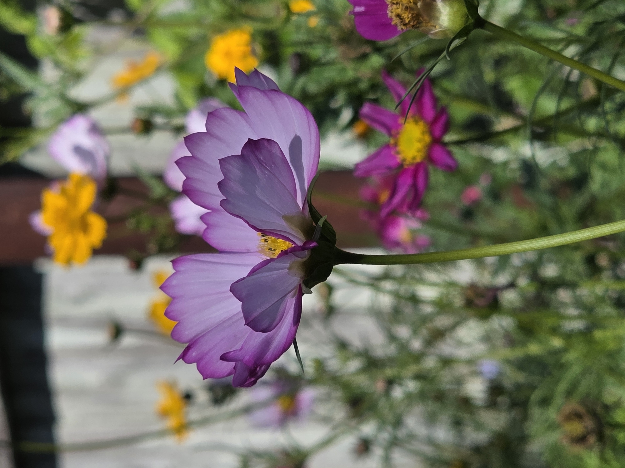 The image is a close-up, low-angle shot of a light purple cosmos flower in bloom, with its petals facing towards the viewer. The flower's center is a vibrant yellow. In the background, out of focus, are other flowers in shades of pink and yellow, as well as green foliage and a wooden fence. The lighting suggests it is daytime. The image does not provide any information about the city of Речицы, Russia, nor does it depict any people, actions, or interactions.
