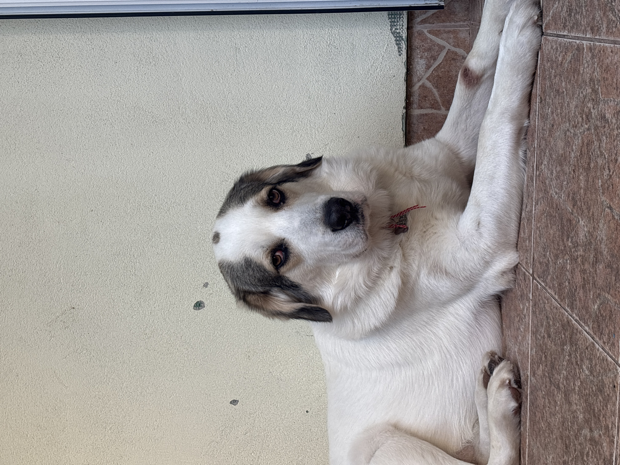 A medium, close-up shot captures a white dog with gray markings around its ears, lying on its side with its paws stretched out. The dog has a black nose and brown eyes, and is wearing a red collar. The dog rests partly on a light-colored wall with dark, irregular spots, and partly on reddish-brown tiled flooring. The top edge of a white frame is visible at the top left corner of the image. Based on visual cues, this photograph may have been taken in or near Asenovgrad, Bulgaria.