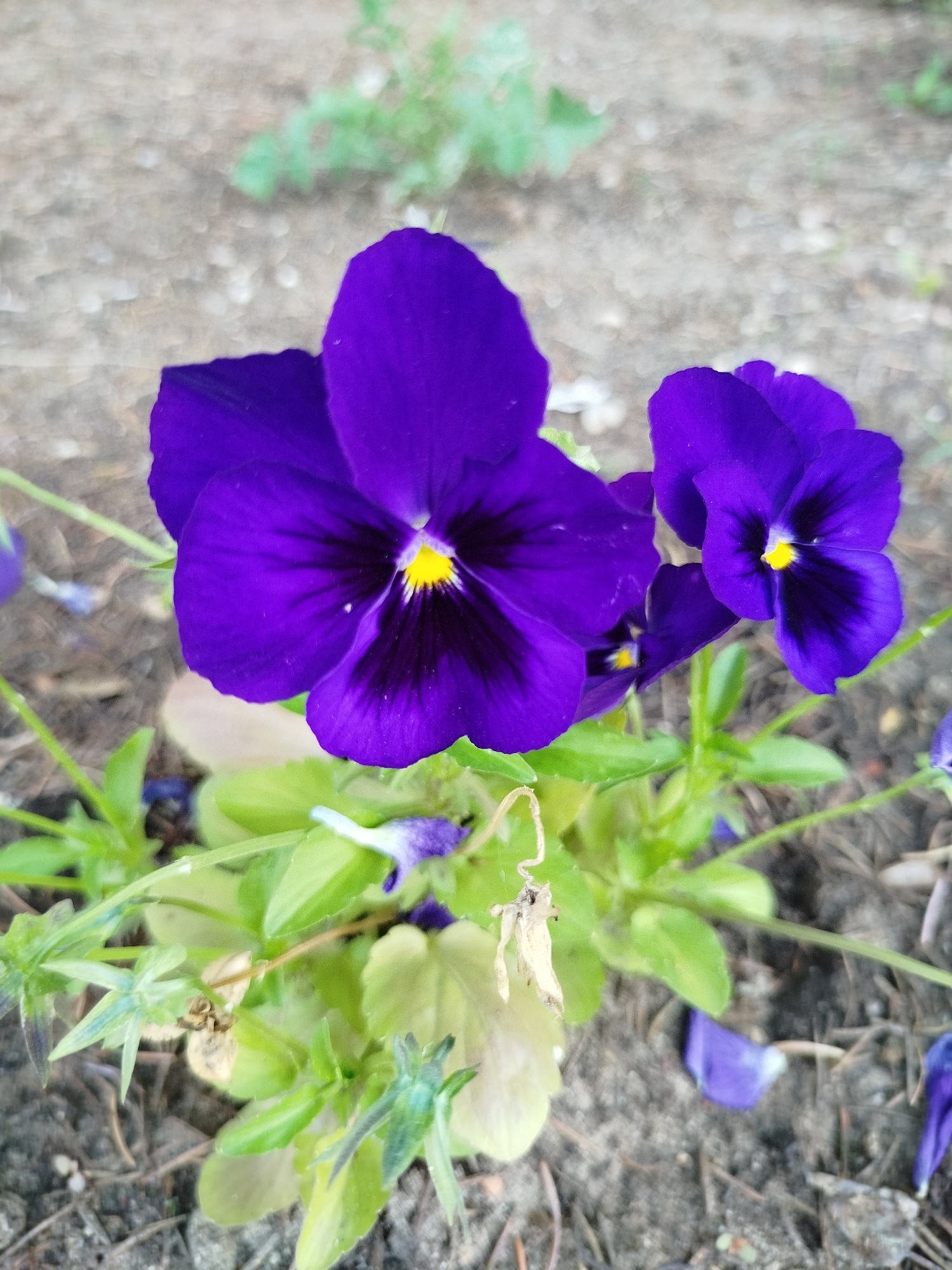 The image shows a close-up of several purple pansies with yellow centers, blooming in a garden. The flowers are vibrant and in focus, with delicate petals and dark veins radiating from the center. Some green leaves and stems are visible, along with some dried, fallen petals on the ground. The background is blurred, showing a mix of gravelly soil and some out-of-focus greenery, suggesting an outdoor garden setting. The lighting appears to be natural, indicating it was taken during the daytime. There are no people or text visible in the image. The scene evokes a sense of natural beauty and the simple elegance of flowers. The location context is Navapolatsk, Belarus.