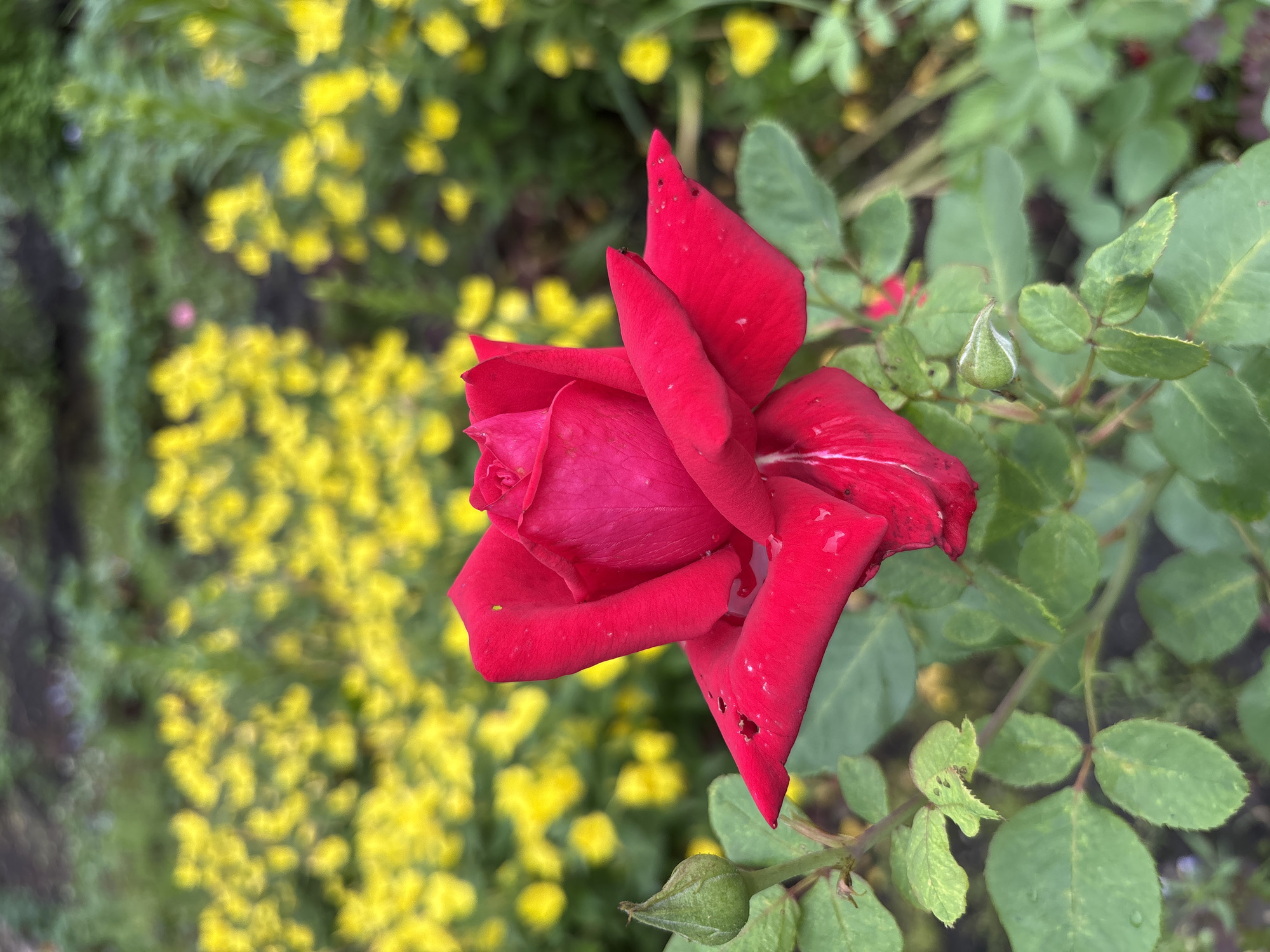 A single red rose is in full bloom in the foreground, its petals slightly wet, suggesting recent rain or dew. The rose is positioned slightly to the right of center, with its stem and leaves visible below. To the left of the rose, a small, green rosebud is partially formed. In the background, a dense cluster of small yellow flowers creates a vibrant backdrop, out of focus. The environment appears to be a garden setting, possibly in the city of Korolëv, Russia, given the context of the prompt. The lighting suggests it is daytime, with soft, diffused light. There are no people or animals visible in the frame.