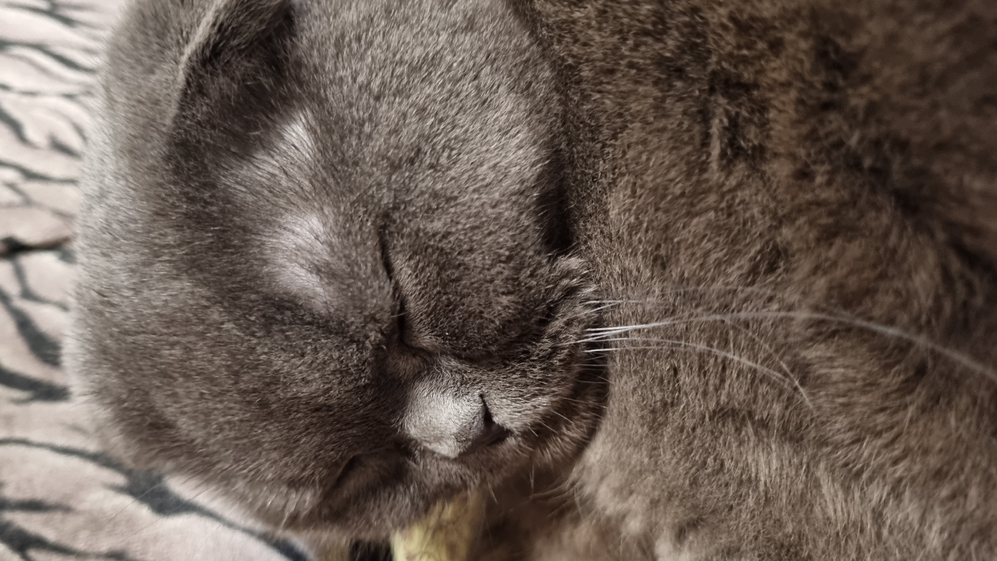 A close-up, detailed photograph captures a gray Scottish Fold cat sleeping. The cat's face is turned to the right, with its eyes closed. Its fur appears soft and dense. The background is out of focus, showing a patterned fabric that is difficult to discern clearly. The image is lit from above, creating soft shadows on the cat's face. The photograph was taken in the city of Vysokoe, Russia, within a domestic environment, likely indoors. There are no humans or other animals visible in the frame. The scene depicts a moment of rest for the feline.