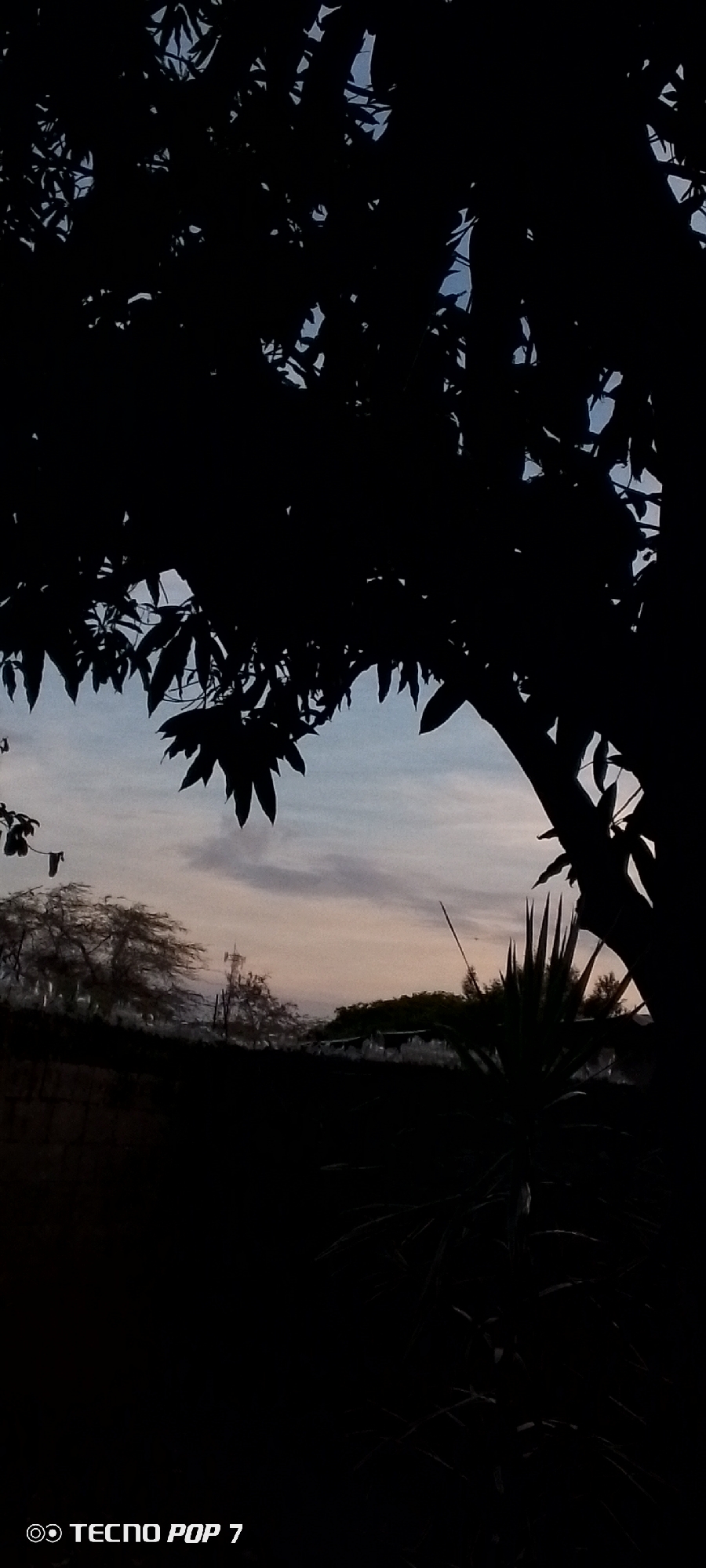 The media file displays an outdoor scene captured during either dawn or dusk, characterized by strong backlighting that creates deep silhouettes. The primary subject in the foreground is a large, dark tree, its dense foliage and distinct leaves silhouetted against the sky, occupying the upper and left portions of the frame. Another spiky, dark plant, possibly an agave or similar succulent, is visible in silhouette in the lower right foreground.
In the mid-ground, beyond the immediate foreground vegetation, there is a band of silhouetted trees and brush. Among these trees on the left side, a faint silhouette of what appears to be a cellular tower or tall antenna structure can be discerned. The background features a serene sky, transitioning in color from a light blue at the top to soft hues of pale orange and pink closer to the horizon, indicative of the early or late hours of the day. Scattered, wispy clouds are present in the sky.
No explicit human activity or specific event is taking place; the image captures a static natural landscape. The lighting conditions suggest a tranquil, quiet atmosphere. The image includes a visible watermark at the bottom left corner that reads "TECNO POP 7", indicating the device used to capture the photograph. The scene's overall composition highlights the interplay of light and shadow, emphasizing the shapes of the vegetation against the softly colored sky, consistent with a rural or semi-rural setting like Altagracia, Venezuela.