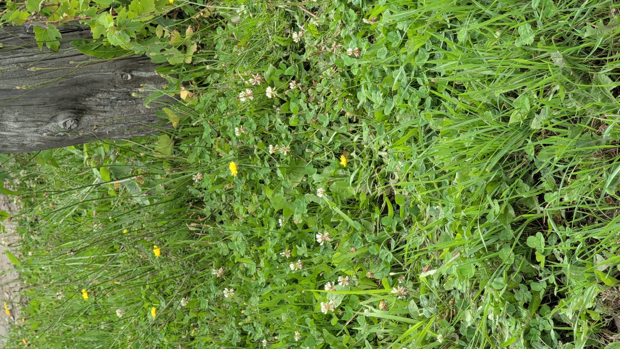 This image depicts a close-up, eye-level view of a patch of grass and clover, likely an unkempt area within the city of Dorchester, Canada. A weathered, rough-barked wooden post, possibly a fence post or part of a sign, stands vertically on the right side of the frame. The ground is densely covered with green clover foliage, interspersed with blades of grass and several small yellow wildflowers. A few white clover flowers are also visible. The lighting suggests it is daytime, with natural light illuminating the scene. There are no people or animals present in the image.