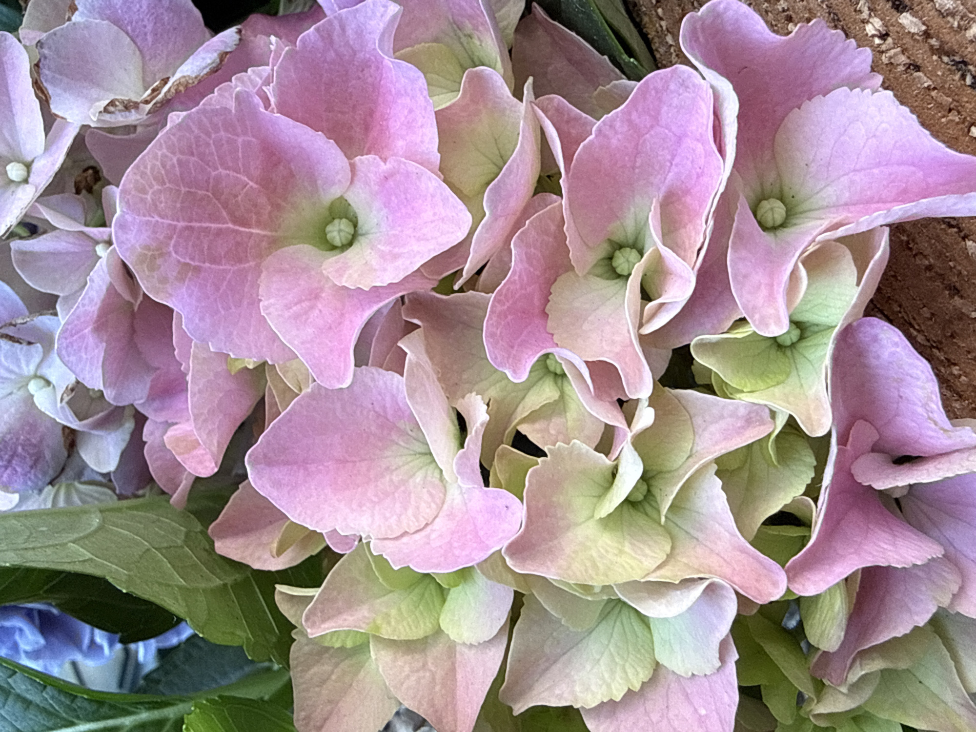 A close-up, overhead view captures a cluster of delicate hydrangea blossoms. The petals display a gradient of soft pink and pale green hues, with some edges tinged with a lighter, almost white shade. Each flower's center features a tiny, star-shaped structure. Surrounding the blossoms are lush green leaves. The background is out of focus, hinting at other floral elements, including a soft blue bloom on the left and a textured, reddish-brown surface below. The image is an outdoor shot, possibly in a garden in Bad Sachsa, Germany.
