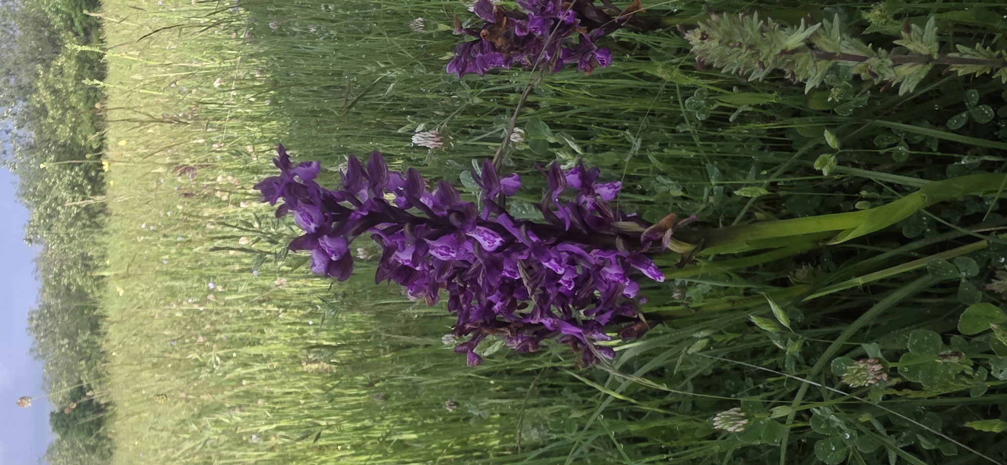 A close-up, slightly blurry, and vertically-oriented photograph depicts a purple flower cluster among green grasses and other vegetation. The flower, the primary subject of the image, is a dense spike of small, purple blossoms with patterned petals. The leaves surrounding the flower are a vibrant green. The background reveals a field of grasses and other wildflowers, with trees visible in the distant left. The location is identified as Esen, Bulgaria. There is no evidence of people, actions or interactions visible in this image.