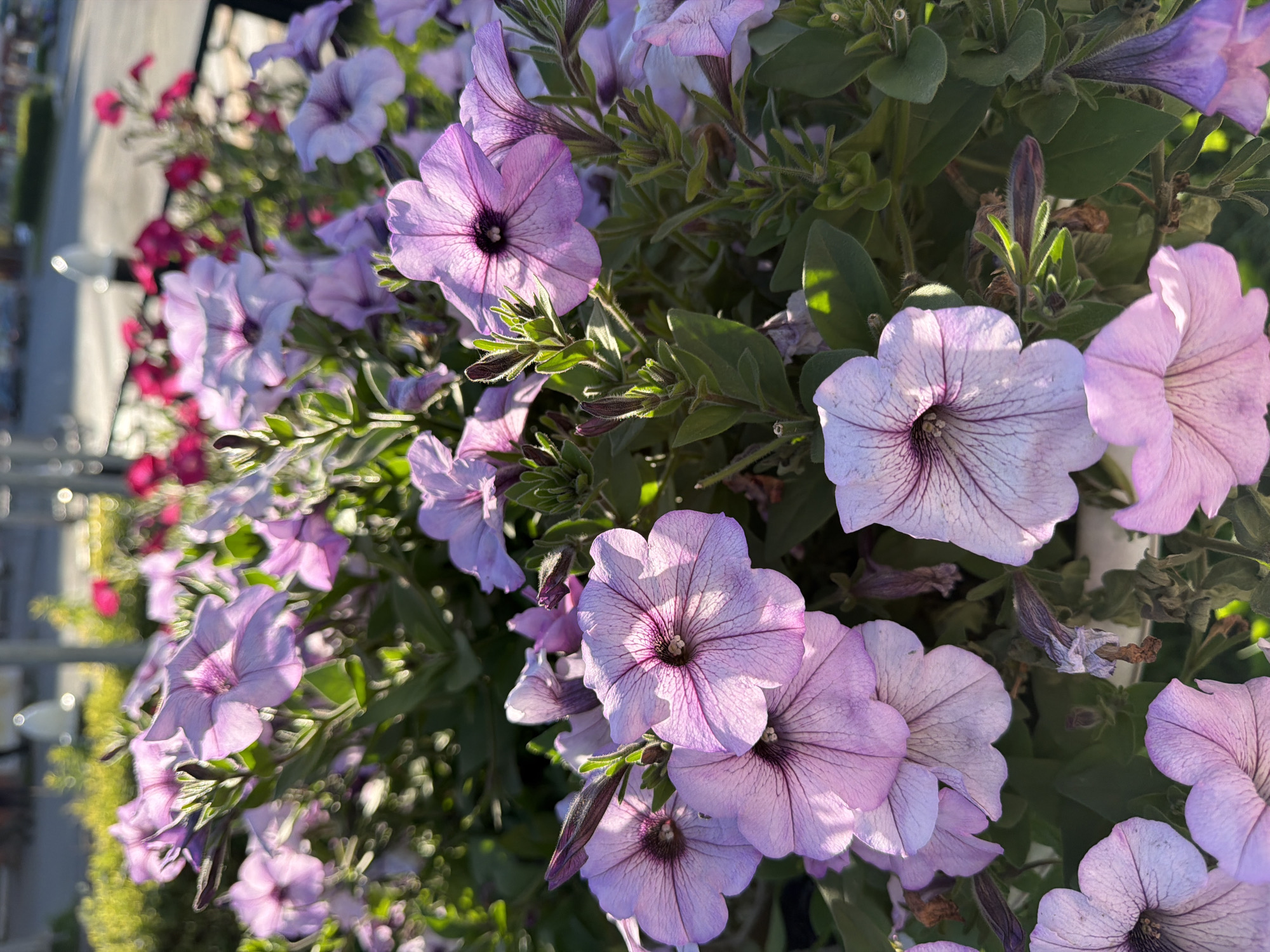 This is a close-up, high-angle shot of a cluster of light purple petunias in bloom. The flowers are the primary subject, with some of them fully open and others still developing as buds. The petals are delicate and slightly translucent, with darker purple veins radiating from the center of each bloom. The centers of the open flowers are a deep, rich purple, almost black, and slightly recessed.
The petunias are set against a backdrop of green foliage, with some leaves visible and in focus, while others are blurred. Sunlight appears to be filtering through the leaves and flowers, creating highlights and casting subtle shadows, suggesting it is daytime. There are also hints of out-of-focus pink flowers in the background to the left, adding a touch of color contrast. In the far left of the image, there are out-of-focus elements that could be part of a fence or railing, and a blurry white object that might be a light fixture or a decorative element.
The overall impression is one of natural beauty and a serene outdoor setting, likely a garden or a hanging basket. There is no visible text in the image. The lighting and the soft focus on the background contribute to a peaceful and gentle mood. The image captures the intricate details of the petunias, showcasing their delicate structure and coloration.