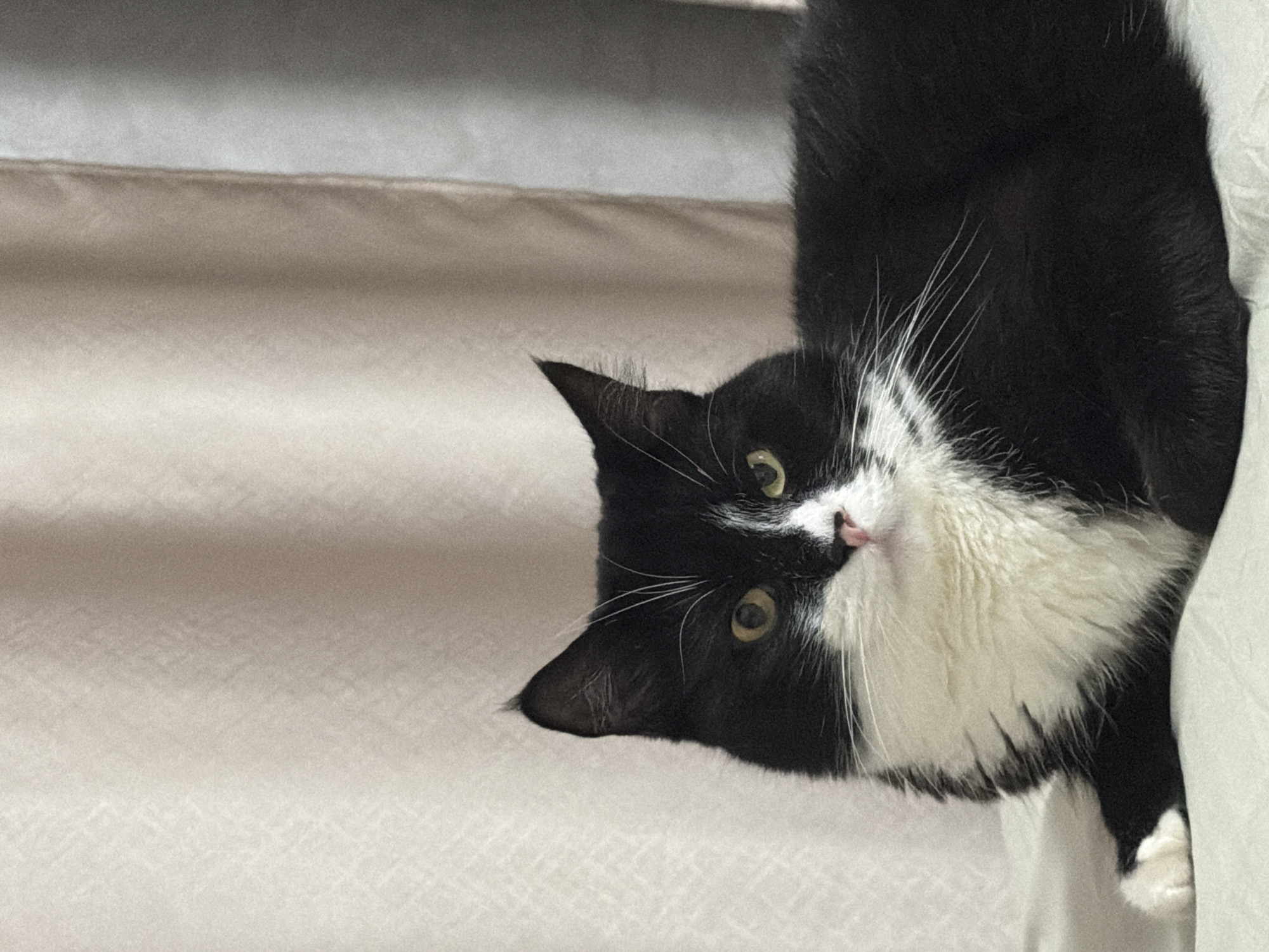 The image depicts a black and white cat lying down on a light-colored surface. The cat is facing the viewer with its body angled to the right. Its fur is predominantly black with a white chest and a white patch on its face. The background consists of draped fabric, appearing to be curtains, with variations in color from light beige to gray. The scene is indoor and appears to be a domestic setting. There are no people visible in the image. The location of Chekhov, Russia is not visually represented in the image.