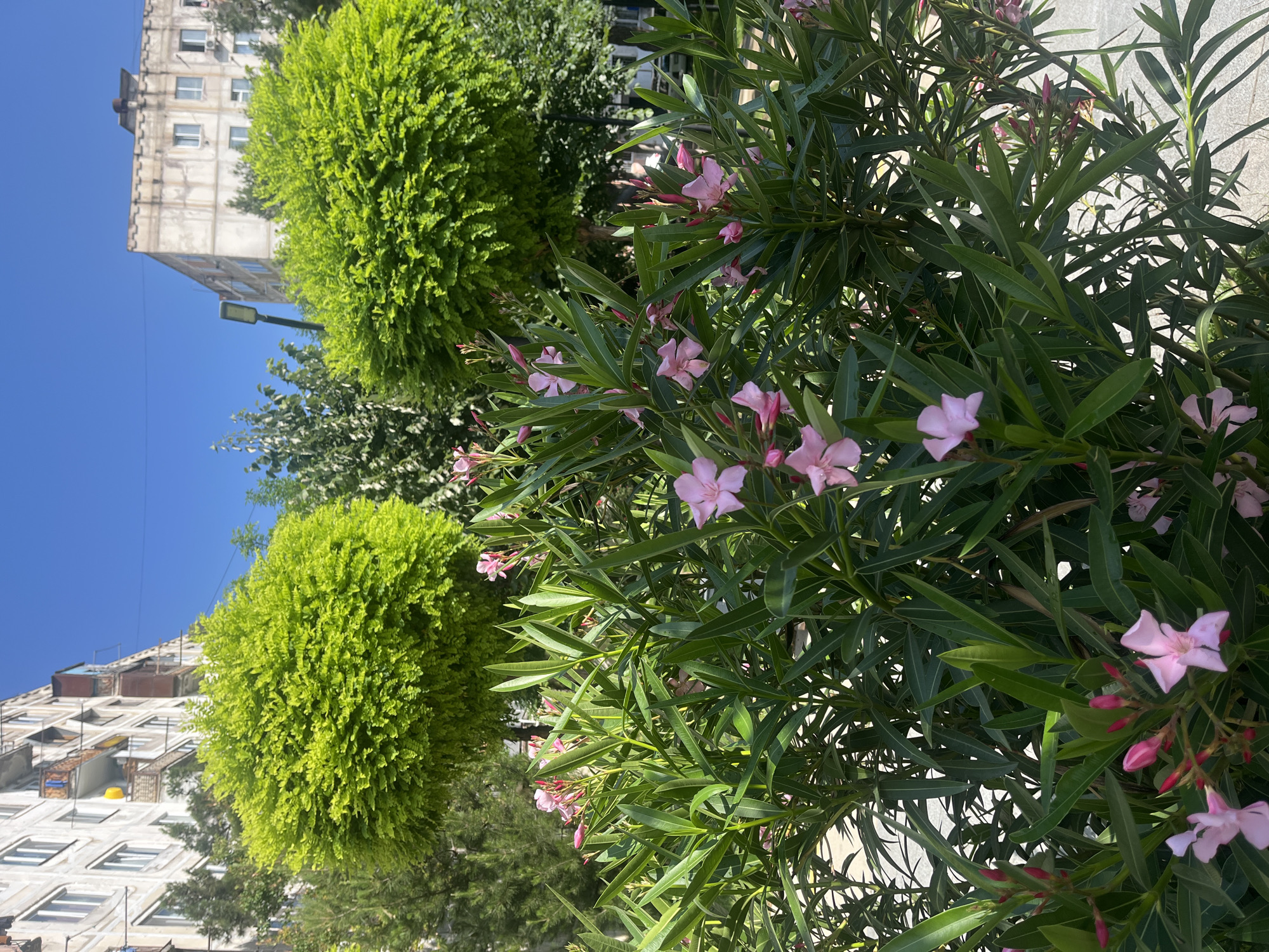 The image depicts a sunlit outdoor scene, likely in an urban environment, with a focus on lush greenery and blooming pink flowers in the foreground. In the background, there are two multi-story apartment buildings, characteristic of Soviet-era architecture. One building, on the left, has a light-colored facade with multiple windows and balconies, some adorned with laundry. The other building, on the right, is also light-colored and appears to be aged, with a slightly worn facade.
Two meticulously trimmed, spherical green bushes are prominently placed between the foreground foliage and the apartment buildings, adding a structured, manicured element to the landscape. Behind these bushes, other trees and foliage are visible, contributing to a sense of an urban park or a well-maintained residential area. A black lamppost with a modern design stands to the right of the central green bush.
The foreground is dominated by a dense shrub with long, pointed green leaves and delicate pink flowers and buds. The flowers are mostly open, with some tightly closed buds. The overall impression is one of a vibrant, well-kept public or residential space within a city. The presence of similar architecture and landscaping might suggest a common urban planning style, potentially found in various cities. The clear blue sky indicates a sunny day.
While the specific location in Tbilisi, Georgia cannot be definitively determined from the image alone without further context, the architectural style of the buildings and the general urban landscaping are consistent with elements found in Tbilisi. The combination of Soviet-era apartment blocks, manicured green spaces, and blooming oleander-like flowers is a common sight in many post-Soviet cities.