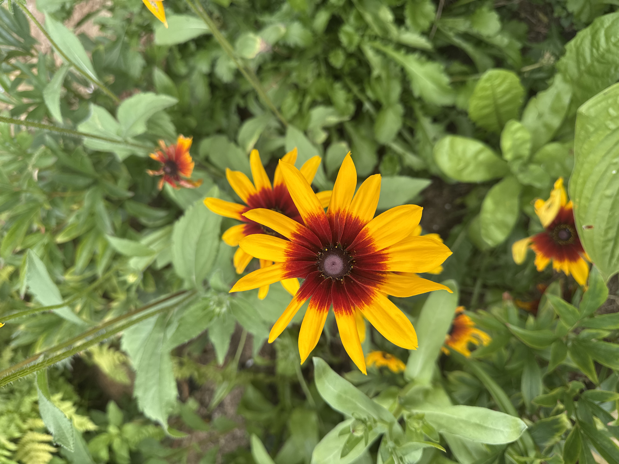 A close-up, eye-level shot features several Black-eyed Susans in various stages of bloom, set against a backdrop of lush green foliage. The primary focus is on two prominent flowers in the foreground, their bright yellow petals radiating from a dark reddish-brown center. Subtle gradients of color transition from the deep center to the lighter edges of the petals, with a delicate fuzz visible on the flower stems. In the background, out-of-focus flowers and leaves create a soft, natural setting. The overall impression is one of vibrant, natural beauty.