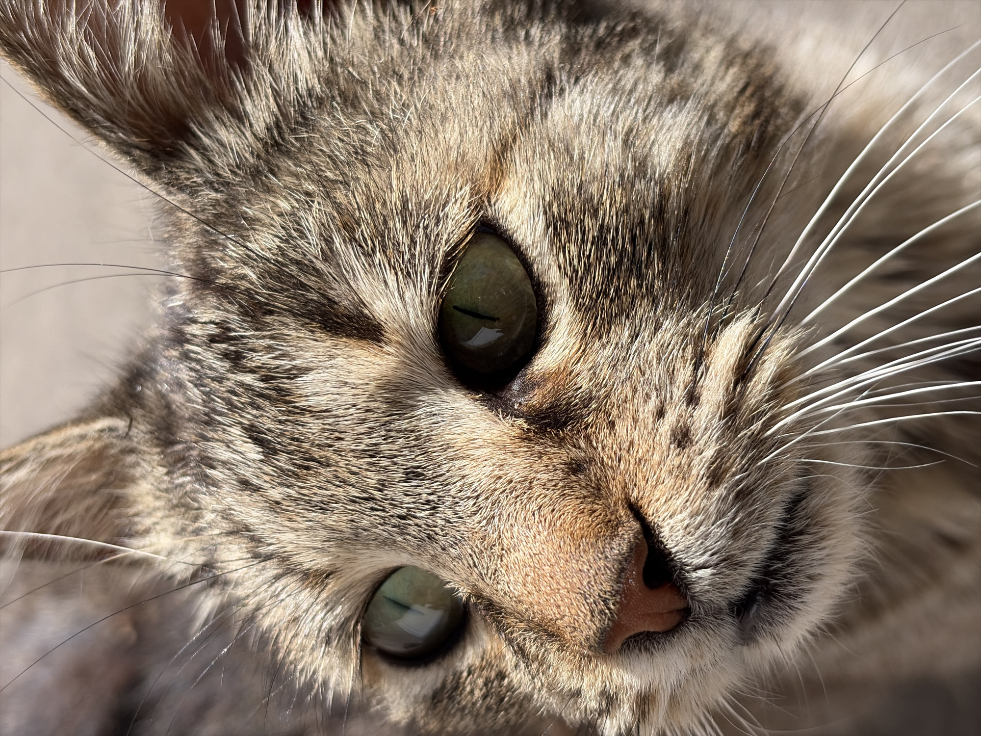 A close-up, high-angle view captures the head of a domestic cat, likely a tabby, tilted slightly to the right. The cat's gaze is directed towards the viewer, with its large, round, green-amber eyes prominently featured. Strong reflections are visible in both pupils, suggesting bright lighting conditions, possibly sunlight.
The cat's fur displays a variegated pattern of brown, grey, and cream tones, with distinct striping visible around its eyes and on its forehead. Individual strands of fur are sharply defined, indicating a high level of detail. A cluster of long, white whiskers fans out from the right side of its face, while fewer, darker whiskers are visible on the left. The cat's pinkish-brown nose is slightly off-center and also in sharp focus. The ears are partially visible at the top and bottom left of the frame. The background is softly blurred, ensuring the cat's face remains the central and dominant subject. No specific activity is depicted beyond the cat observing its surroundings, and its expression appears calm and alert. There is no visible text.