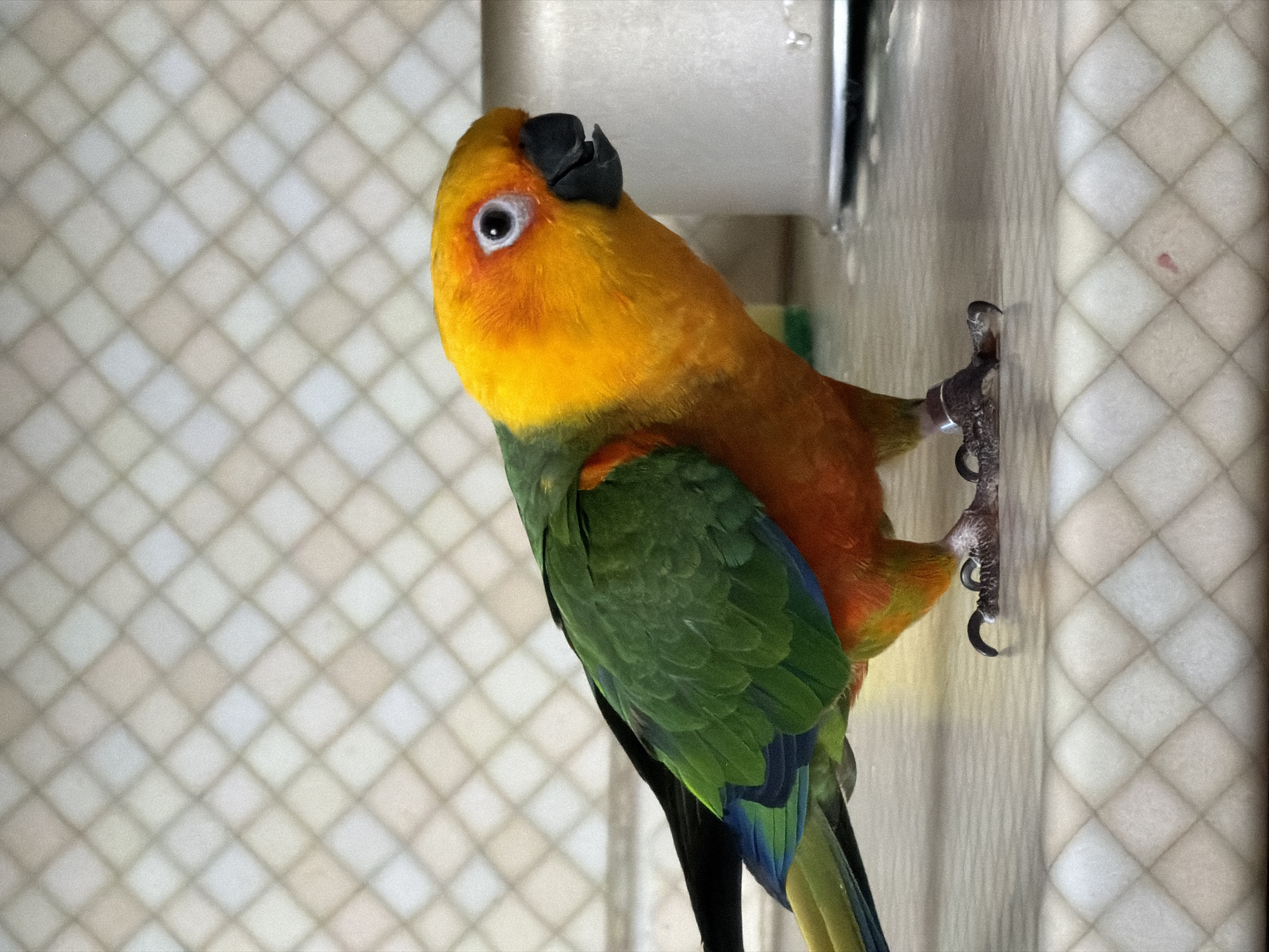 A close-up shot depicts a vibrant sun conure parrot clinging to a light-colored, possibly plastic, wall or partition with a textured, diamond-patterned background. The parrot has a yellow head and neck, transitioning to orange on its chest and green on its wings and back, with hints of blue on its tail feathers. The parrot's black beak is visible, and its eye is prominent. The scene is brightly lit, highlighting the vivid colors of the bird and the subtle patterns of the wall. The location is not determinable from the image.