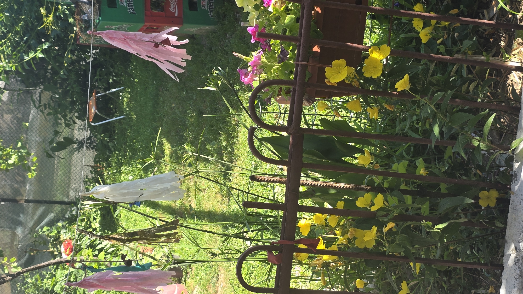 The image depicts a sunlit backyard scene, likely in Vlasatitsa, Bulgaria. In the foreground, a rusty metal fence encloses a cluster of vibrant yellow flowers and green foliage. Behind the fence, a clothesline stretches across the yard, adorned with several colorful paper tassels: pink, teal, gold, and white. The tassels appear to be decorative, possibly hung for a celebration or as part of an outdoor display. In the background, lush green grass and various plants create a natural setting. Further back, stacks of green and red crates are visible, one with "Coca-Cola" branding. A metal chair with an orange seat is positioned in the middle ground, suggesting a space for relaxation or outdoor activities. The overall impression is one of a well-maintained, lived-in outdoor space, bathed in the warm light of day.