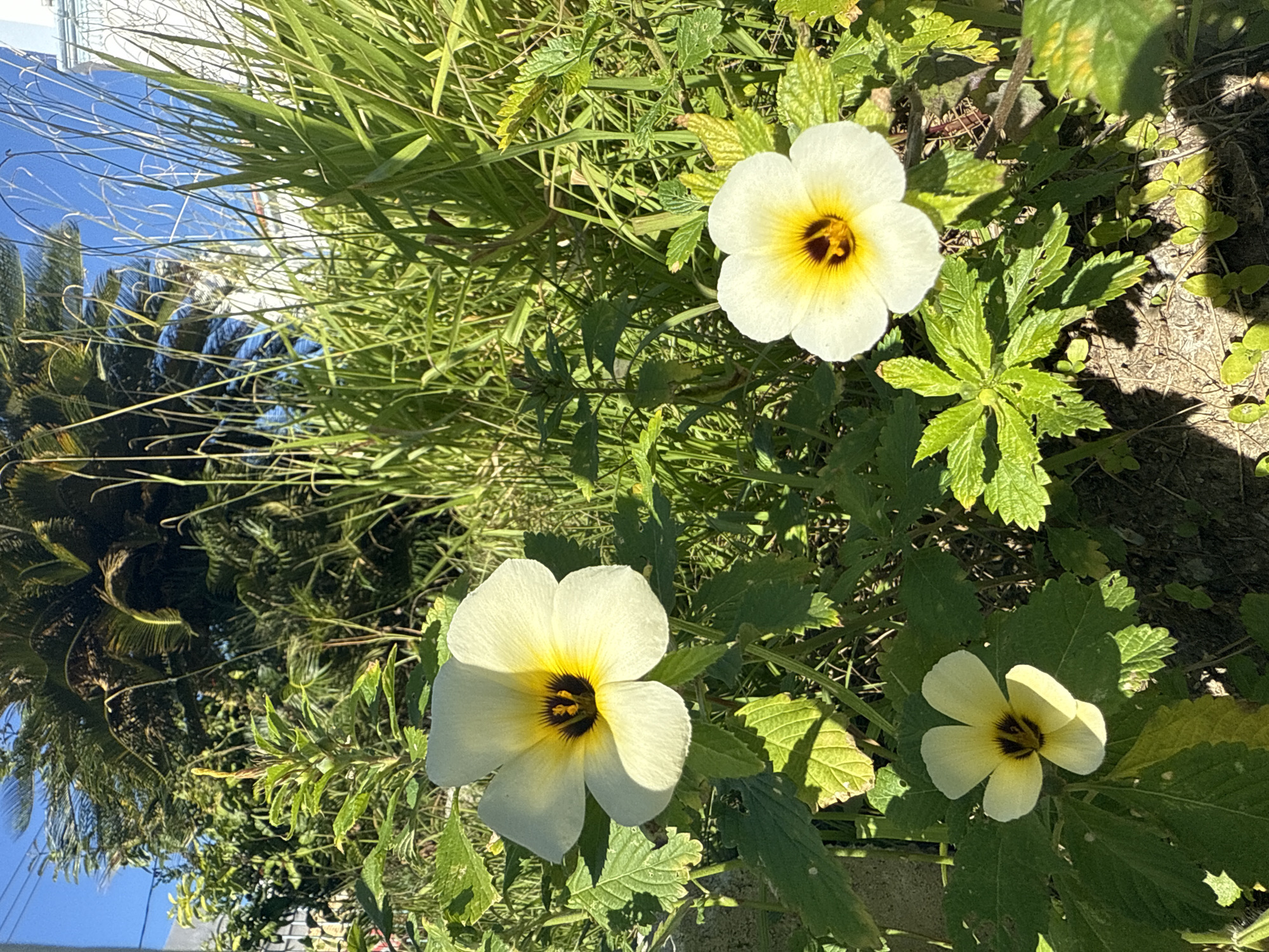 A vertical, medium-shot photograph captures three white flowers with yellow centers and dark pupils, surrounded by lush green foliage and grass under a clear blue sky. The flowers, which appear to be a type of Turnera, are in various stages of bloom. The largest flower, centrally located on the left side of the frame, has five delicate petals that curve outwards, revealing a vibrant yellow interior that fades to a dark, almost black pupil. To its right and slightly lower, a second flower mirrors the first in color and form. A third, smaller flower is positioned in the lower left corner, appearing to be in an earlier stage of opening.
The surrounding vegetation is a mix of broad, veined leaves of various green hues, interspersed with tall, wispy blades of grass that reach towards the sky. In the background, a tall palm tree with fronds casts shadows, and a portion of a white building with a blue trim is visible on the right. The ground beneath the plants is a mix of dry earth and small pebbles, with scattered, low-lying green plants. The lighting suggests it is daytime, with strong sunlight creating defined shadows on the ground and highlighting the textures of the leaves and flowers. The scene is naturalistic and appears to be an outdoor garden or a wild patch of vegetation within the city of Arraial do Cabo, Brazil, known for its coastal beauty and abundant plant life. There are no people or animals visible in the frame.