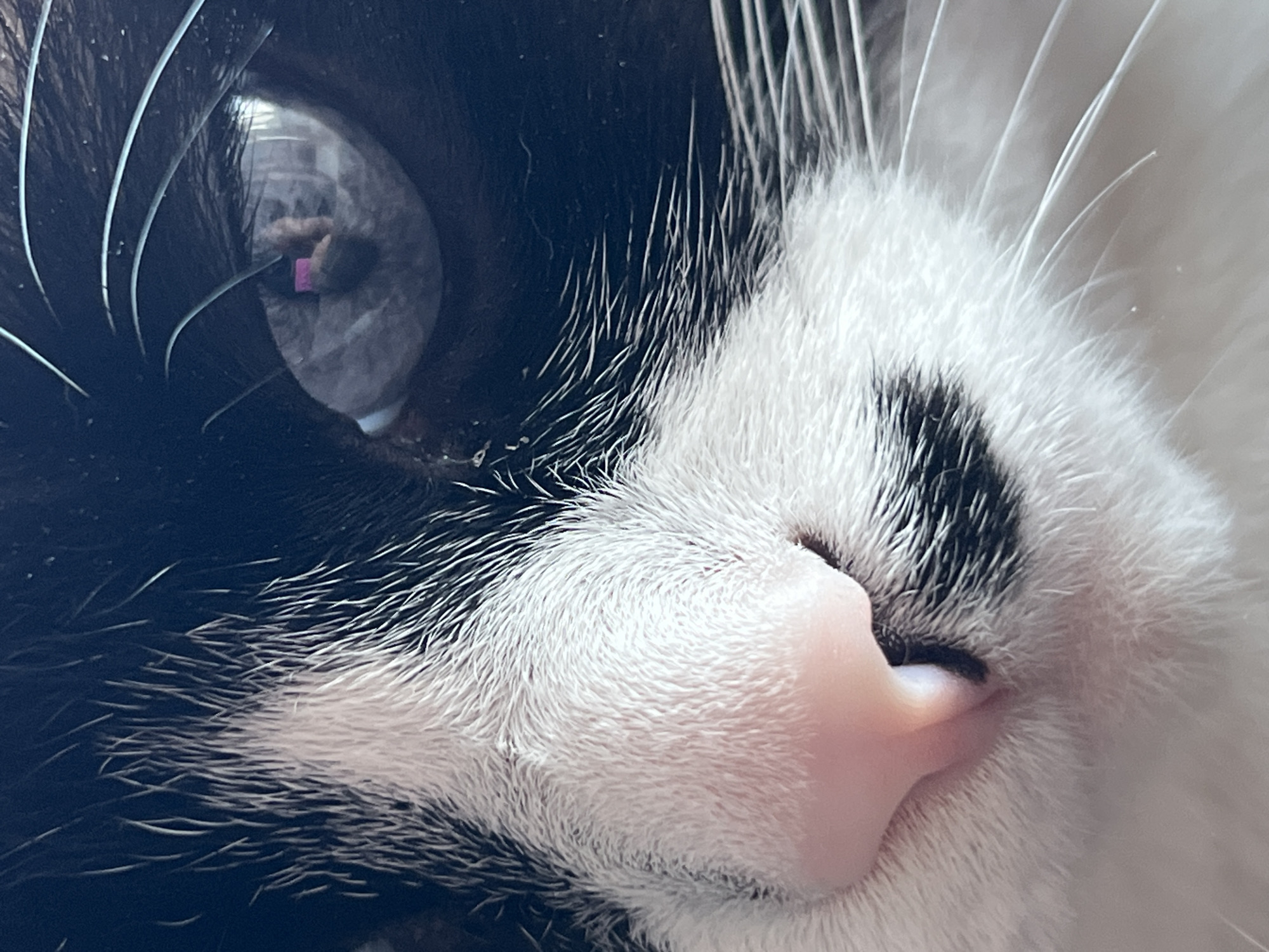 This is a close-up, eye-level, indoor photograph of a black and white cat's face. The focus is on the cat's right eye, nose, and surrounding fur. The cat's fur is short and dense, with prominent white whiskers. The eye is large and appears to be reflecting a bright light source, possibly a window or lamp, which creates a distorted image within the pupil. There is a small, rectangular, pink-colored object visible in the reflection of the eye. The cat's nose is a soft pink color and appears moist. The background is dark and out of focus, suggesting the image was taken in a dimly lit environment. There is no visible indication of the city of Noviy, Russia in this image.