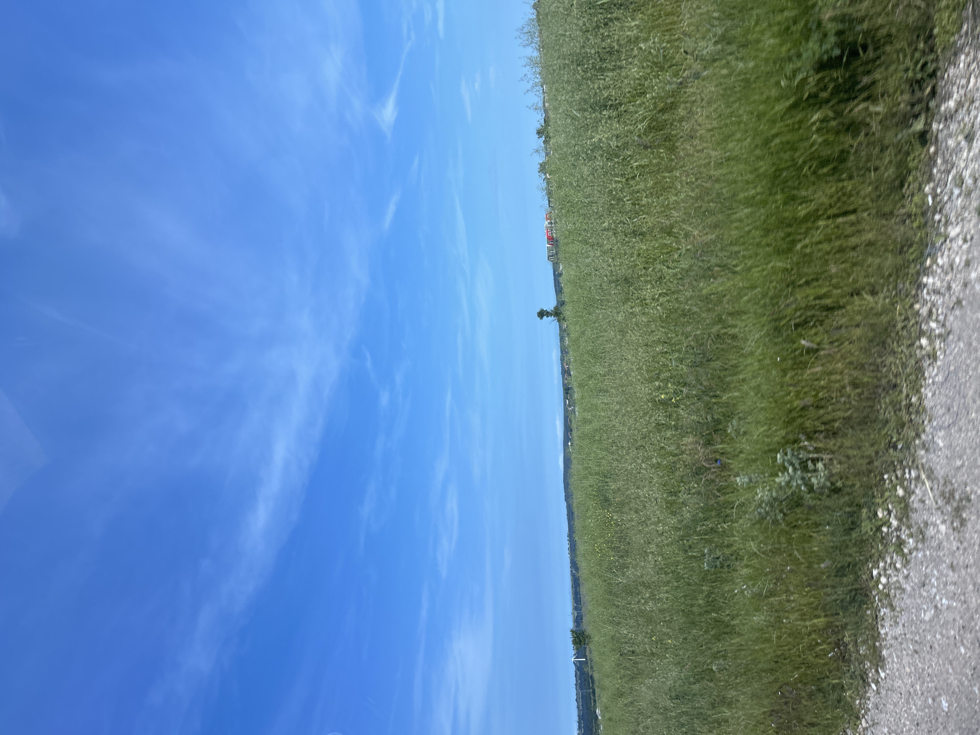 This outdoor landscape photograph, set in Kichevo, Bulgaria, showcases a clear, bright blue sky with scattered, wispy white clouds. The horizon line divides the sky from a broad, green field that dominates the right side of the image, covered in tall grass and various wild plants. Along the far right edge, a gravel or dirt path is visible. In the distance, just above the horizon, a few small trees and some indistinct buildings, including structures with red roofs, can be seen, suggesting a distant settlement or industrial area. A lone, dark green tree stands out closer to the center, silhouetted against the horizon. The scene is captured during bright daylight, likely late morning or early afternoon, under fair weather conditions, evoking a sense of tranquility and openness. There are no people, specific activities, or visible text present in the image.