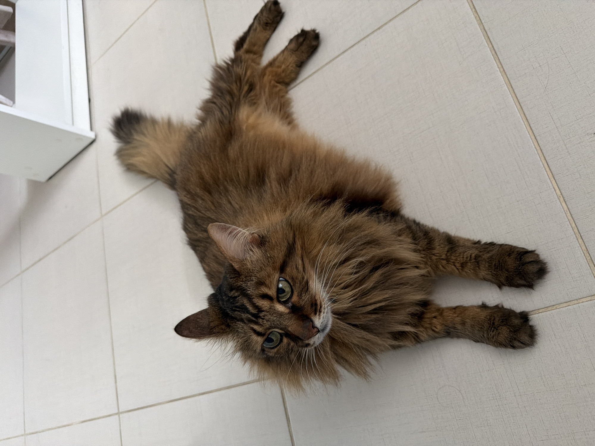 A long-haired, brown tabby cat with green eyes is lying on a tiled floor. The cat is facing left, with its head turned slightly towards the viewer. Its fur is fluffy, particularly around its neck. The tiled floor is light-colored and appears to be indoors. In the background, a white, modern piece of furniture is visible. The lighting suggests it is daytime. The scene is devoid of any human presence or interaction. There is no discernible information in the image that could indicate a specific location within the city of Kyiv, Ukraine.