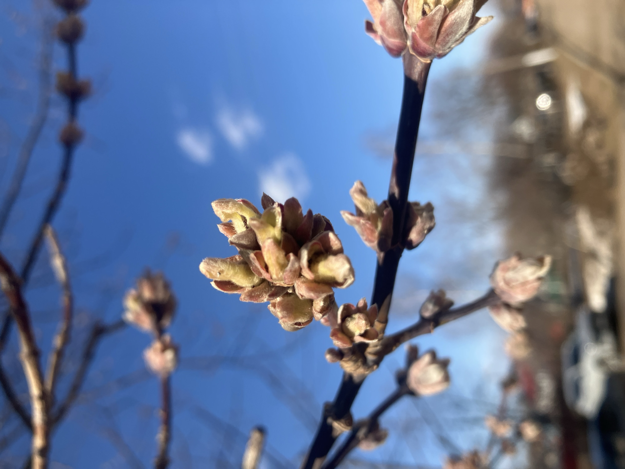 A low-angle, outdoor photograph shows budding branches of a tree against a bright blue sky with a few small white clouds. The branches are dark brown and hold numerous small buds with brown and greenish-yellow hues. Some buds are closer to the camera, providing a sharper focus, while others are blurred in the background. The scene is well-lit, suggesting a sunny day. The location is stated to be in the city of Chaikovsky, Russia, but there are no specific identifiers visible in the image to confirm this. The photograph focuses on the emergence of spring foliage on the tree branches.