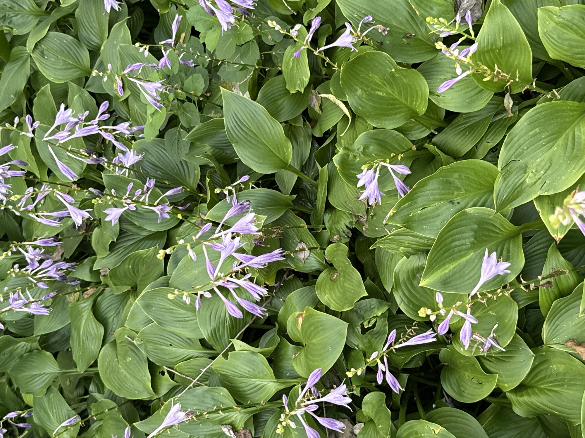 A close-up aerial view shows a dense cluster of hosta plants with broad, ribbed, green leaves and delicate purple bell-shaped flowers on thin stalks. The foliage fills the frame, creating a natural, lush ground cover. The scene appears to be outdoors, likely in a garden or park setting within Changchun City, China, given the context of the request. There are no people or visible man-made structures in the image. The lighting suggests it may be daytime with overcast conditions, as there are no strong shadows. The overall impression is one of natural beauty and verdant growth.
