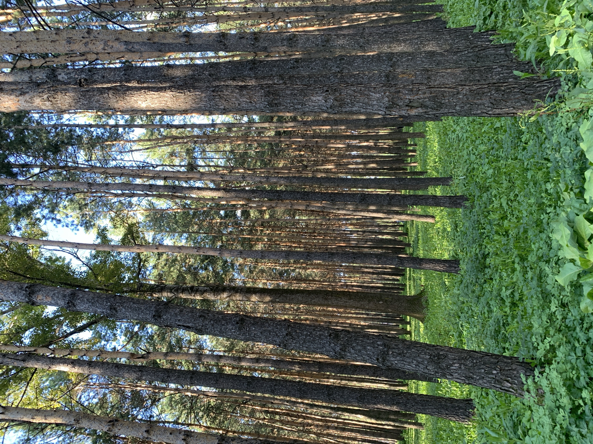 The image depicts a dense pine forest with a lush green undergrowth of herbaceous plants. The trees are tall and slender, with rough bark. Sunlight filters through the canopy, creating dappled patterns on the forest floor. The scene is tranquil and natural. The location is the city of Prokopyevsk, Russia. There are no people or animals visible in the image. The focus is on the natural environment of the forest.