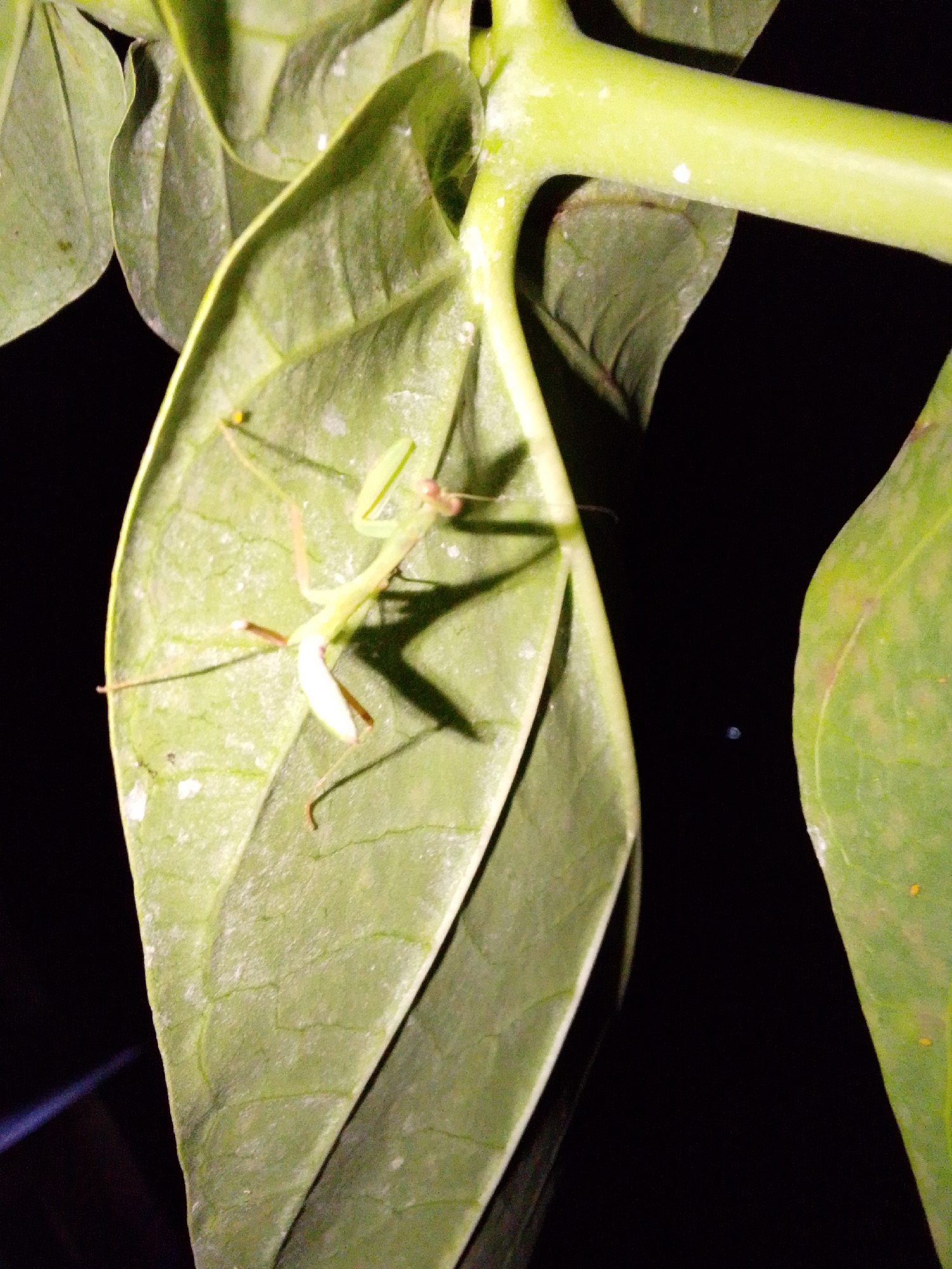 A praying mantis is shown on a green leaf. The mantis is light green and has a long, slender body. Its head is triangular, and it has large, compound eyes. The mantis's front legs are folded in front of its body, and its back legs are extended behind it. The leaf is dark green and has a waxy texture. The background is black, indicating a dark environment or nighttime. The image does not provide any information about its location in Serti, Nigeria, or any human presence.