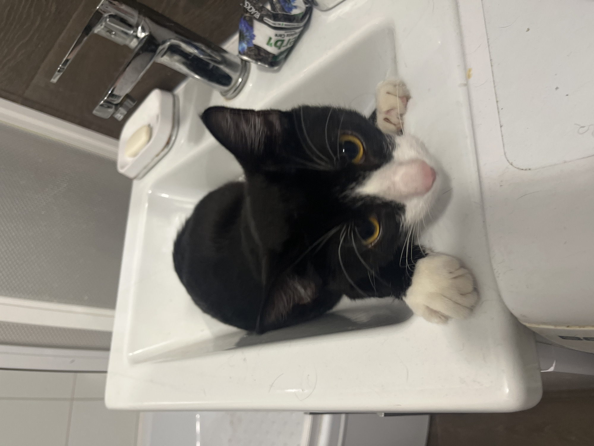 A black and white cat is inside a white bathroom sink. The cat is looking upwards with yellow eyes. A silver faucet and soap dish are visible. A container of cleaning product is also present. The location cannot be verified as Saint Petersburg, Russia.