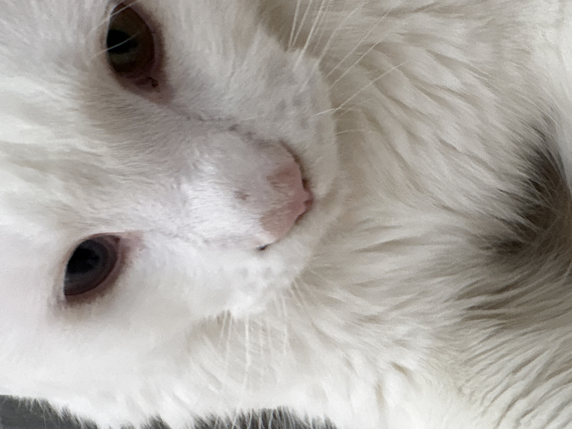 A close-up, slightly angled view of a white cat. The cat's pink nose is centered in the frame. Its left eye (relative to the viewer) appears dark, while its right eye is brown. The cat's white fur is visible in detail. The location is not discernible.