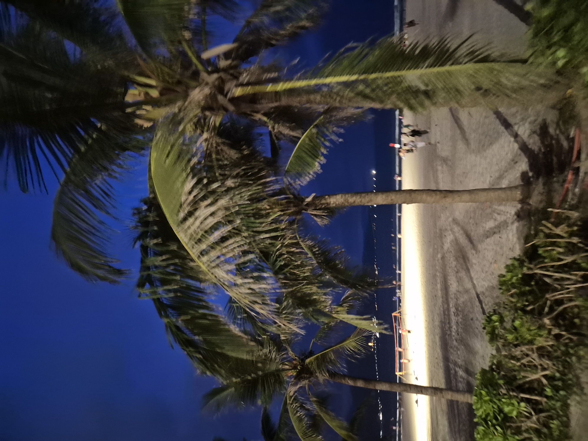 The image depicts a beach scene at dusk or night in Đà Nẵng, Vietnam, likely on My Khe Beach, known for its palm trees and illuminated shoreline. In the foreground, lush green bushes border a sandy beach. Several palm trees, some with their fronds blurred by motion or wind, stand on the sand, with the largest and closest one dominating the right side of the frame. In the mid-ground, the beach is lit by artificial lights, creating a bright, sandy expanse. A volleyball net, set up for play, is visible on the sand. Scattered figures, presumably beachgoers, are seen walking and interacting along the shoreline. The ocean is visible in the background, with a distant, illuminated cityscape or harbor lights stretching across the horizon. The sky is a deep, dark blue, indicating the late hour.