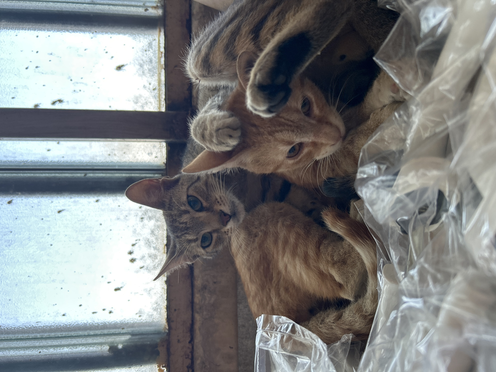 Two cats are shown resting intimately together near a window. One cat, a greyish-brown tabby with distinct stripes and light green eyes, looks directly at the camera. Its front paw is gently placed on the head of the second cat, an orange tabby with amber eyes, which is looking towards the right side of the frame. Another paw of the striped cat rests on the orange cat's body.
The cats are nestled among several clear plastic bags, which form part of their resting area. Behind them is a window with translucent or frosted glass panes, allowing bright daylight to filter through. The window frame appears rustic or aged. The scene suggests a relaxed and affectionate moment between the two felines. The setting is likely indoors or in a sheltered area, during the daytime. There is no visible text. The image was captured in Struma, Bulgaria.